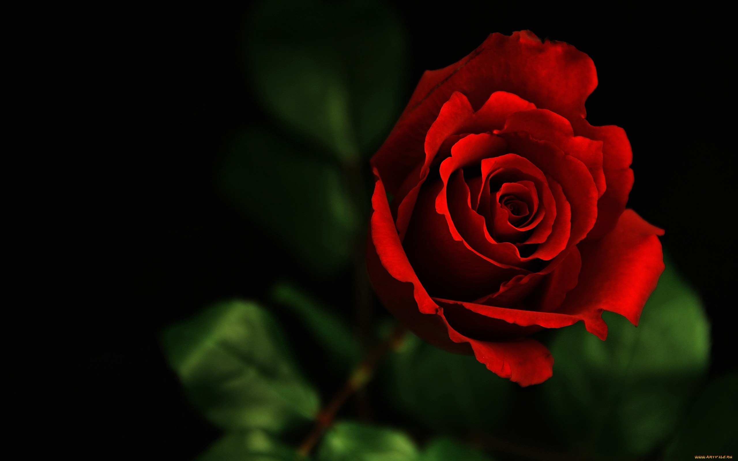 2560x1600 Beautiful Flower Red Rose Photo