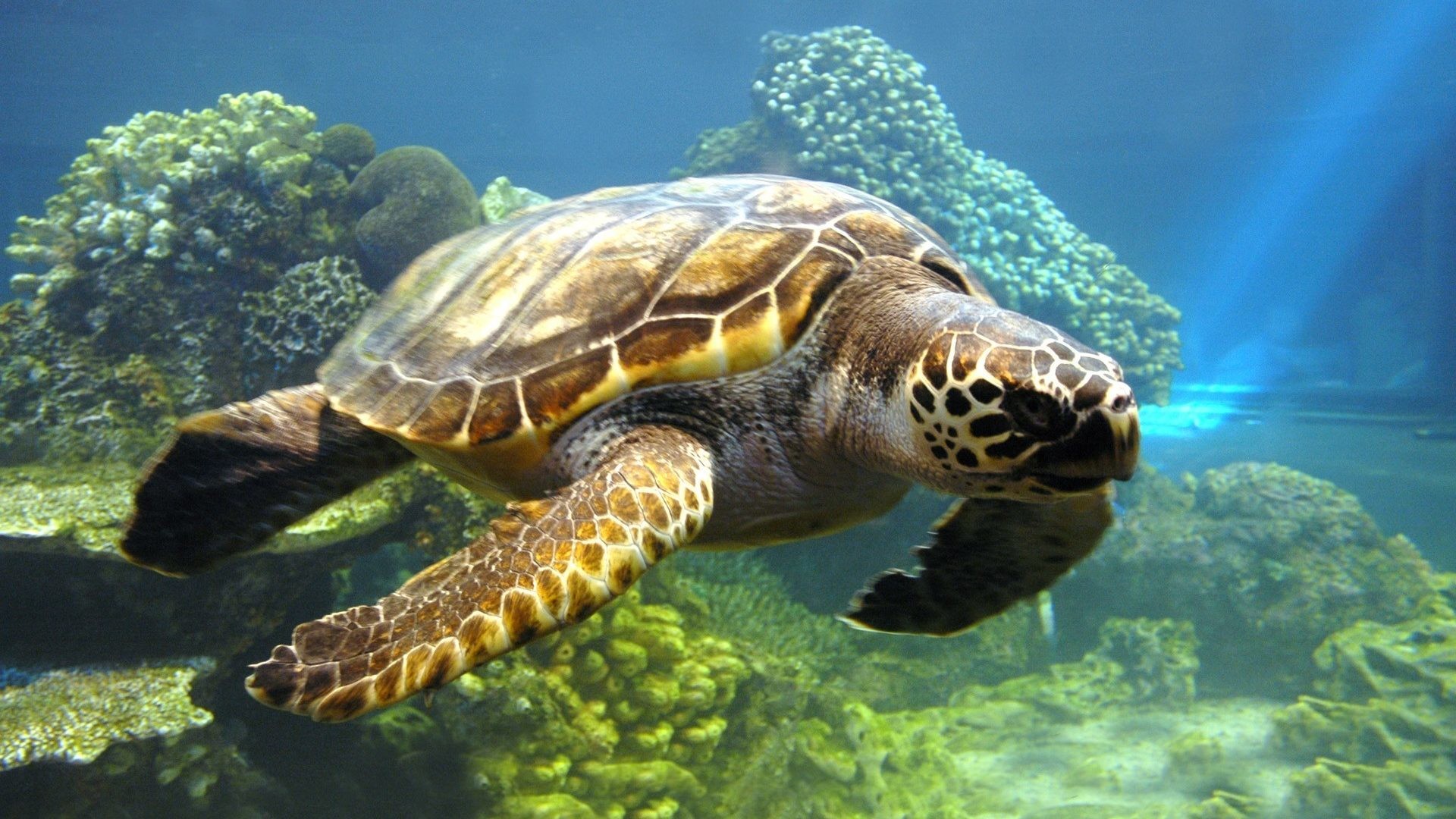 1920x1080 Sea Tag - Animals Coral Sea Water Turtles Reef Nature Animal Wallpapers For  Computer for HD