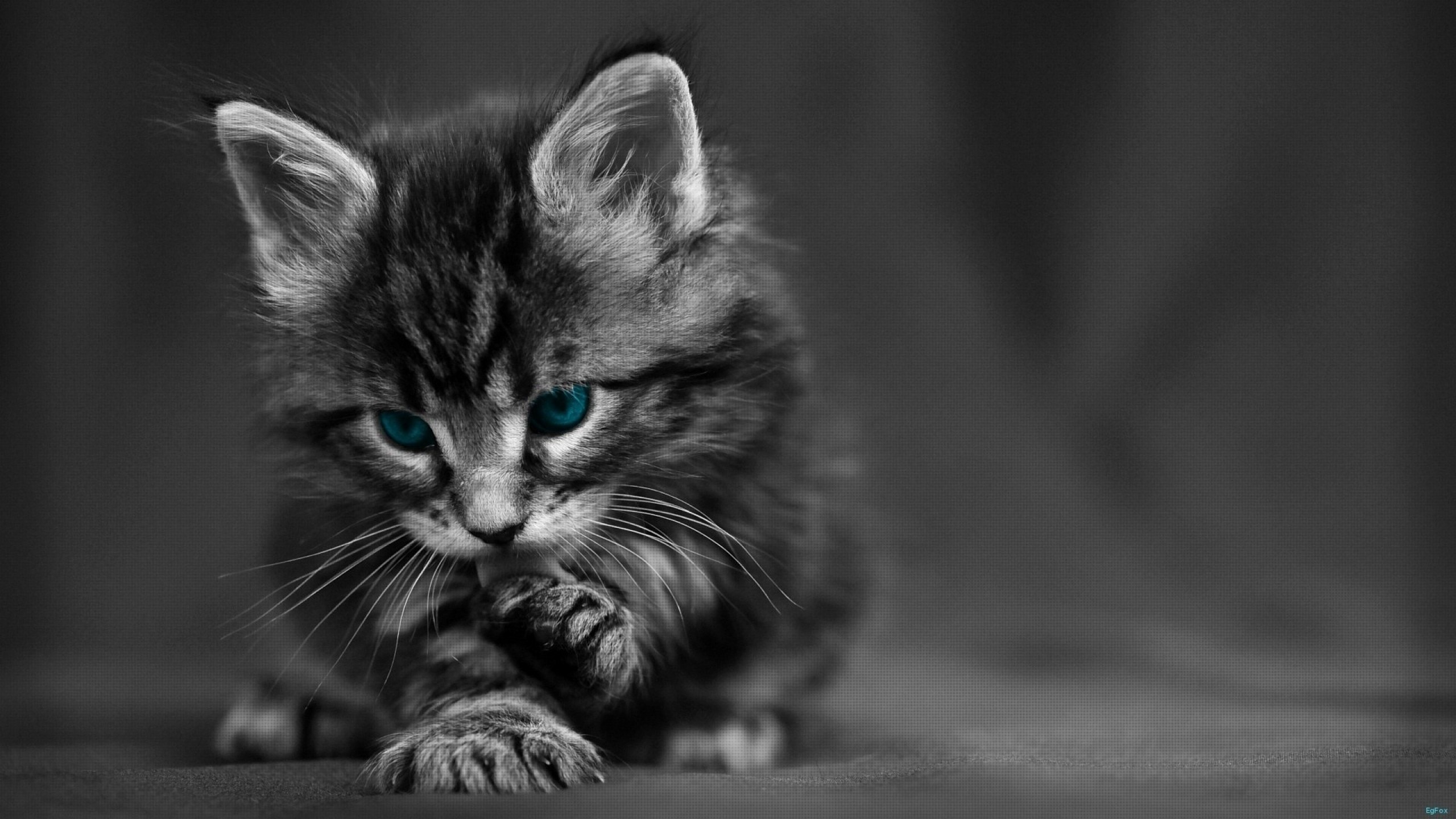 2560x1440   Wallpaper cat, black white, blue, eyes, baby, beautiful