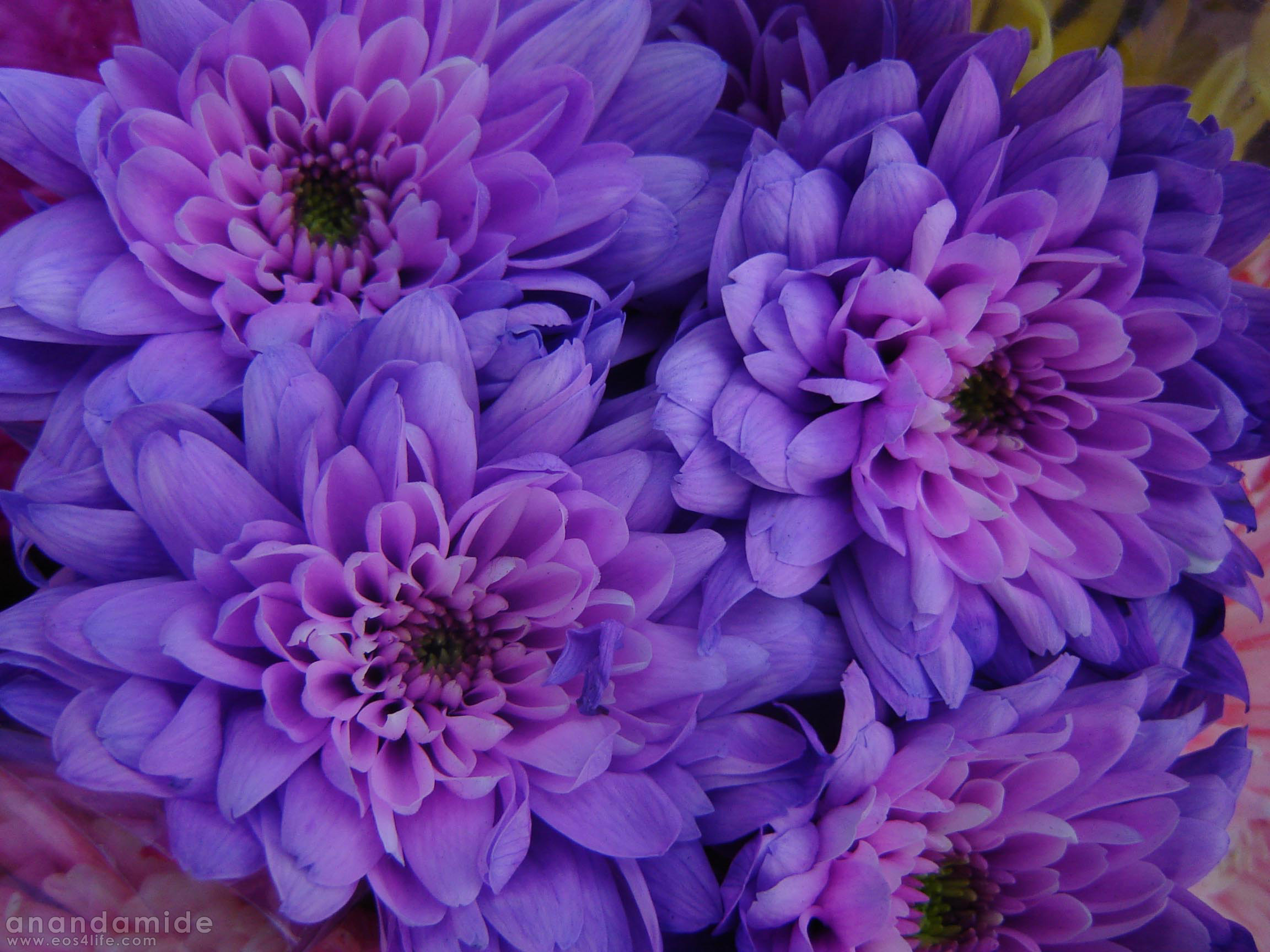 2304x1728 Purple and Pink Floral Wallpaper Elegant Pink and Purple Flower Backgrounds  Wallpapersafari