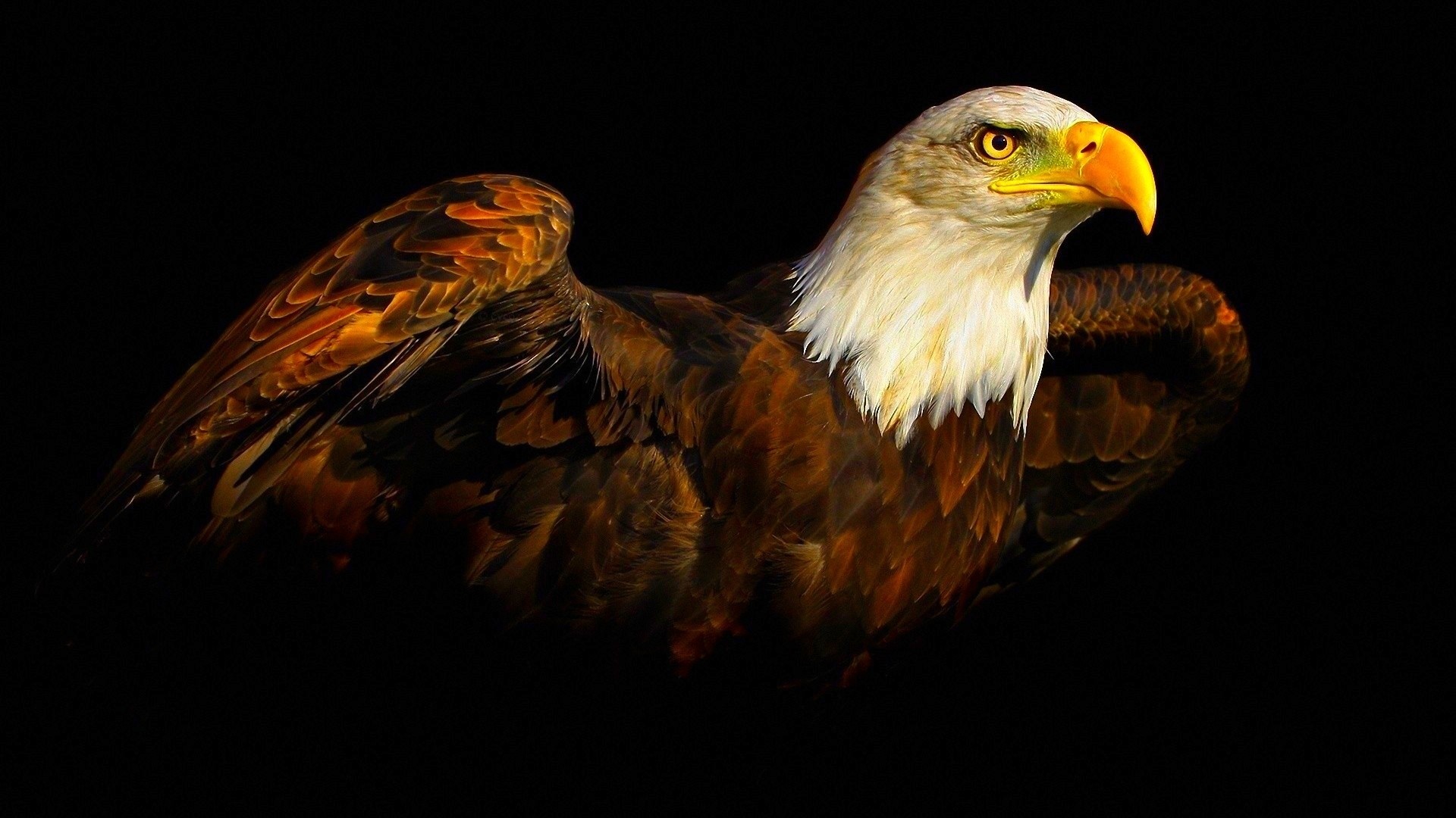 1920x1080 Eagle Wallpapers Free Download