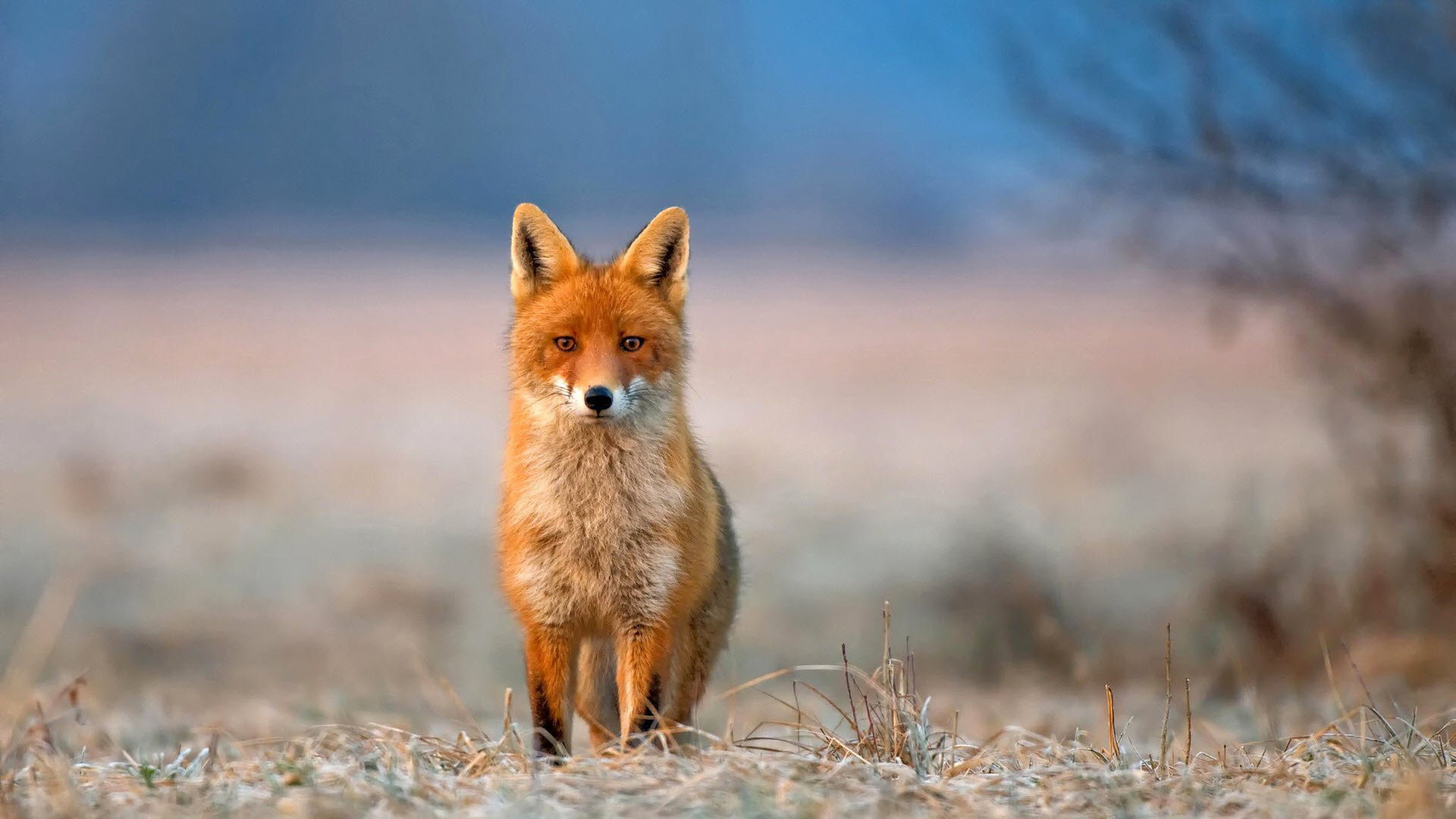 1920x1080 Red Fox Wallpapers Phone with HD Wallpaper Resolution  px 486.98  KB Animals White Iphone Racing