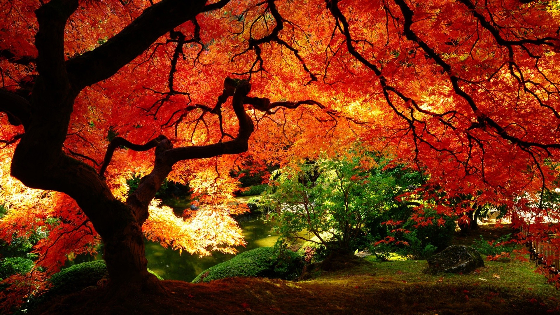 1920x1080 Tree Autumn Background. Â«