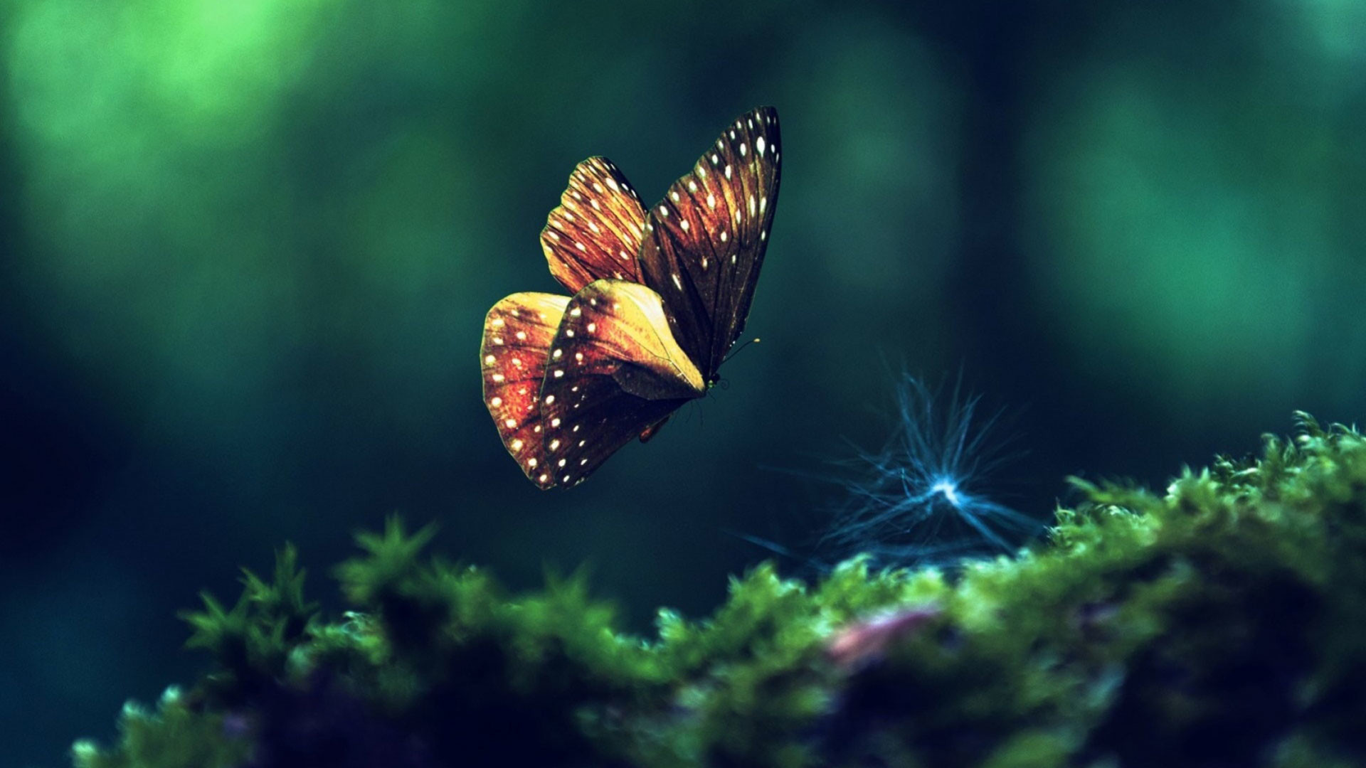 1920x1080 hd pics photos beautiful butterfly macro attractive nature hd quality  desktop background wallpaper