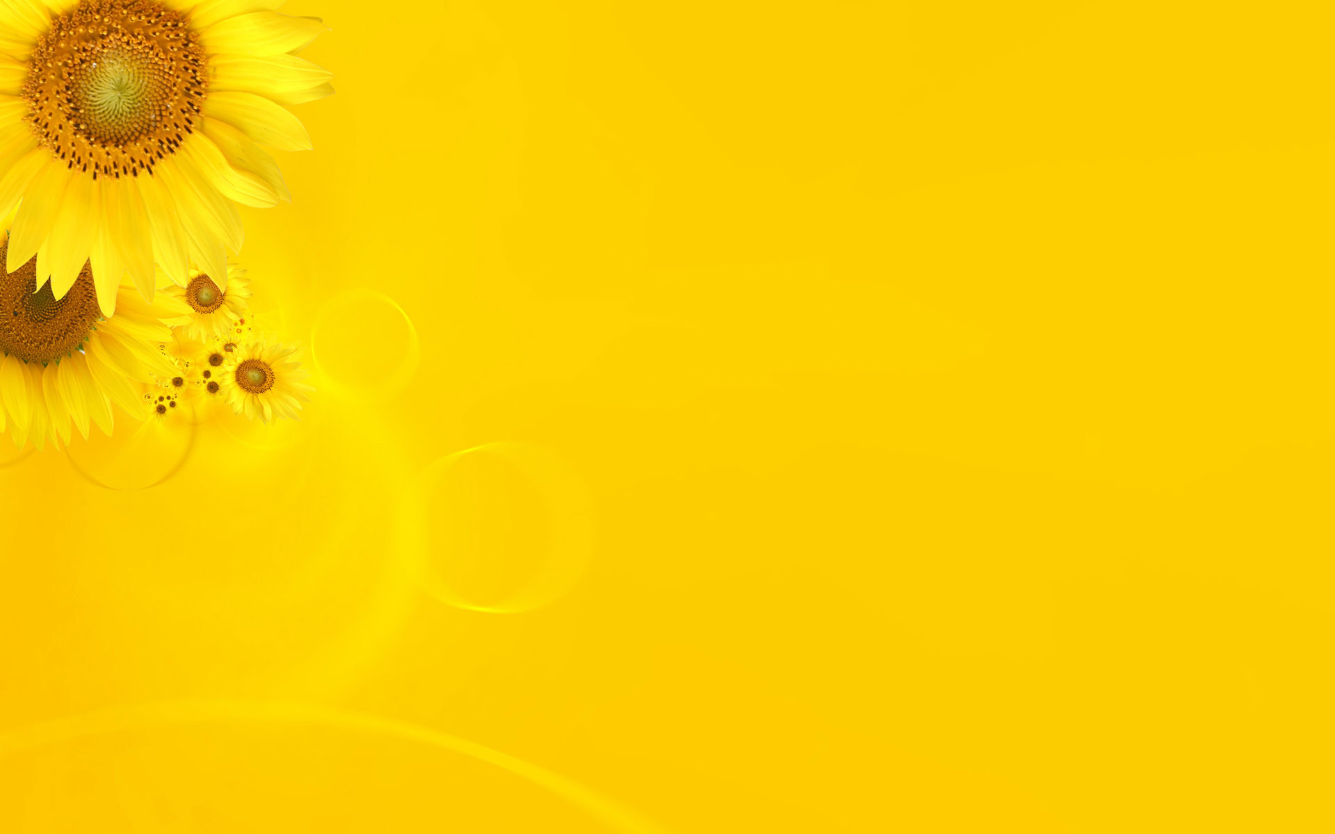 1920x1200 Sun Flower Yellow Color Wallpaper HQ