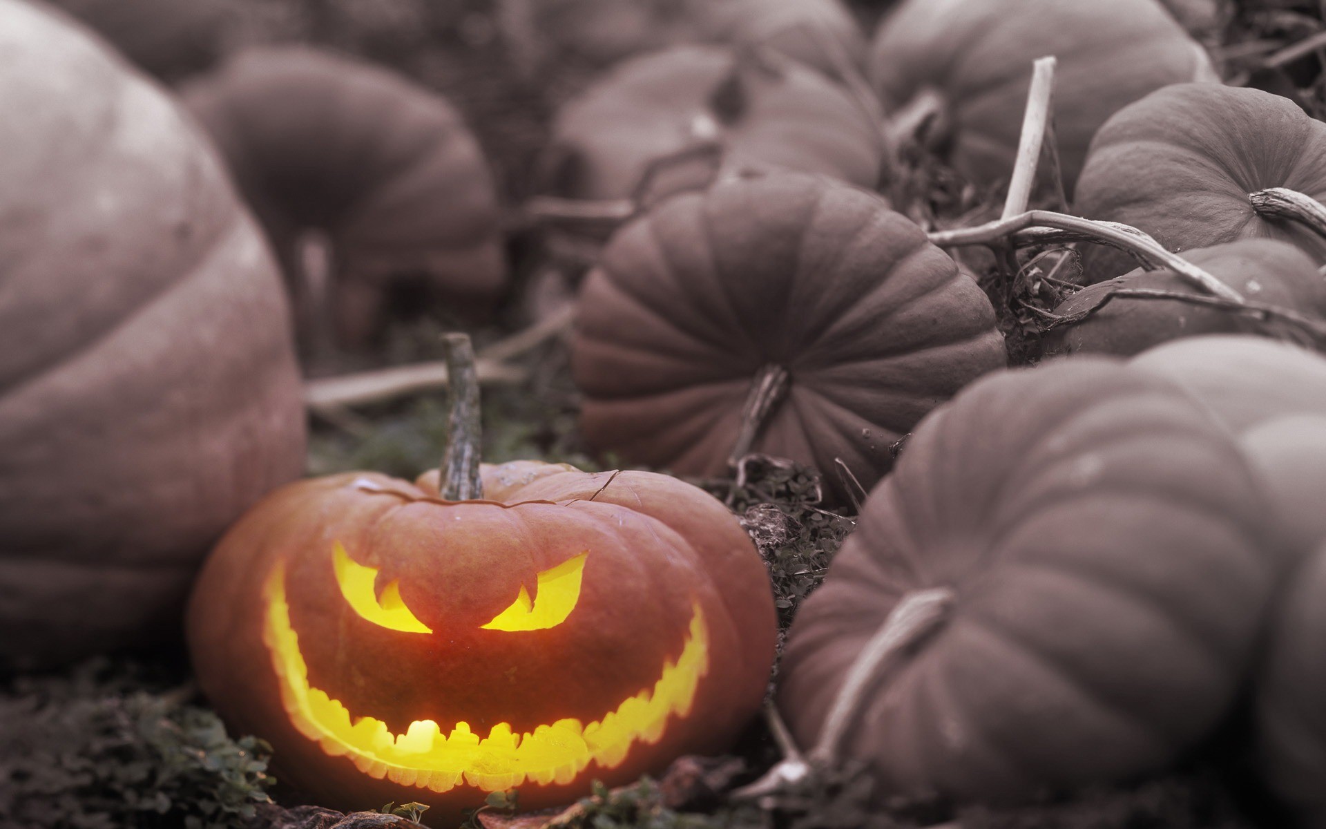 1920x1200 Light-Halloween-Pumpkin-Backgrounds