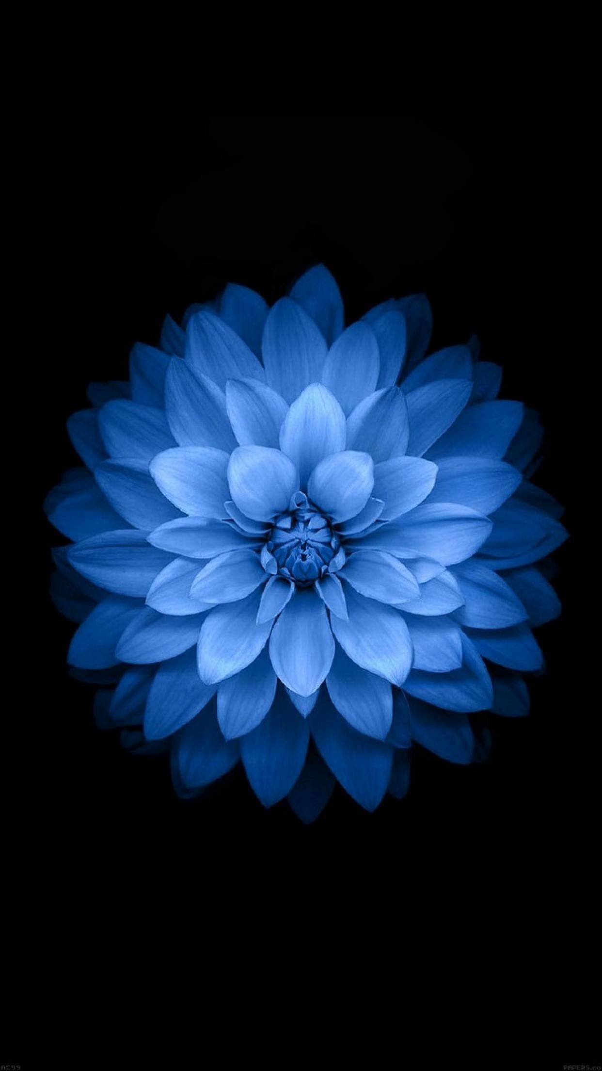 1242x2208 #iPhone6 #Stock #blue #flower #Wallpaper