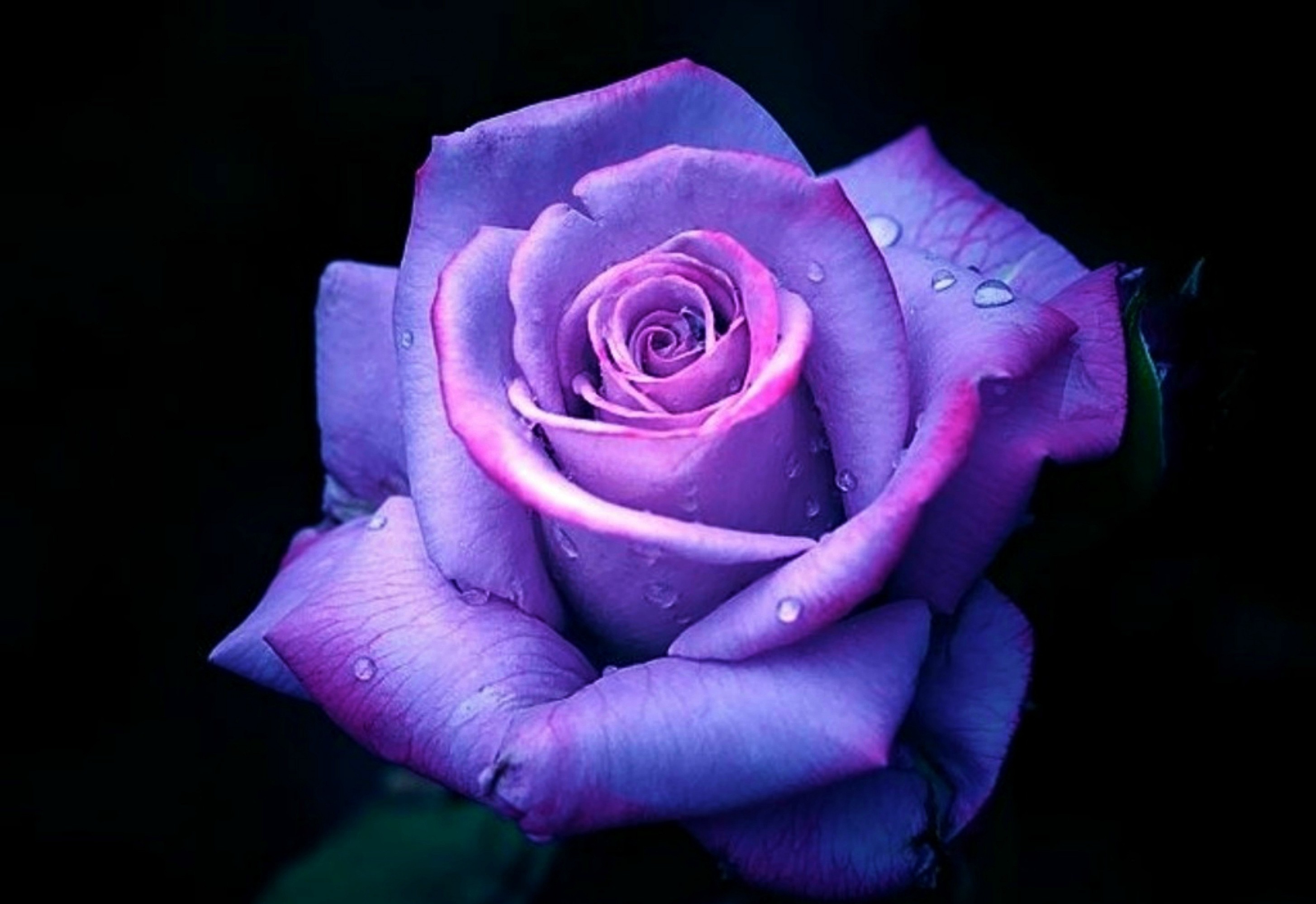 2909x2000 Purple Roses Wallpapers