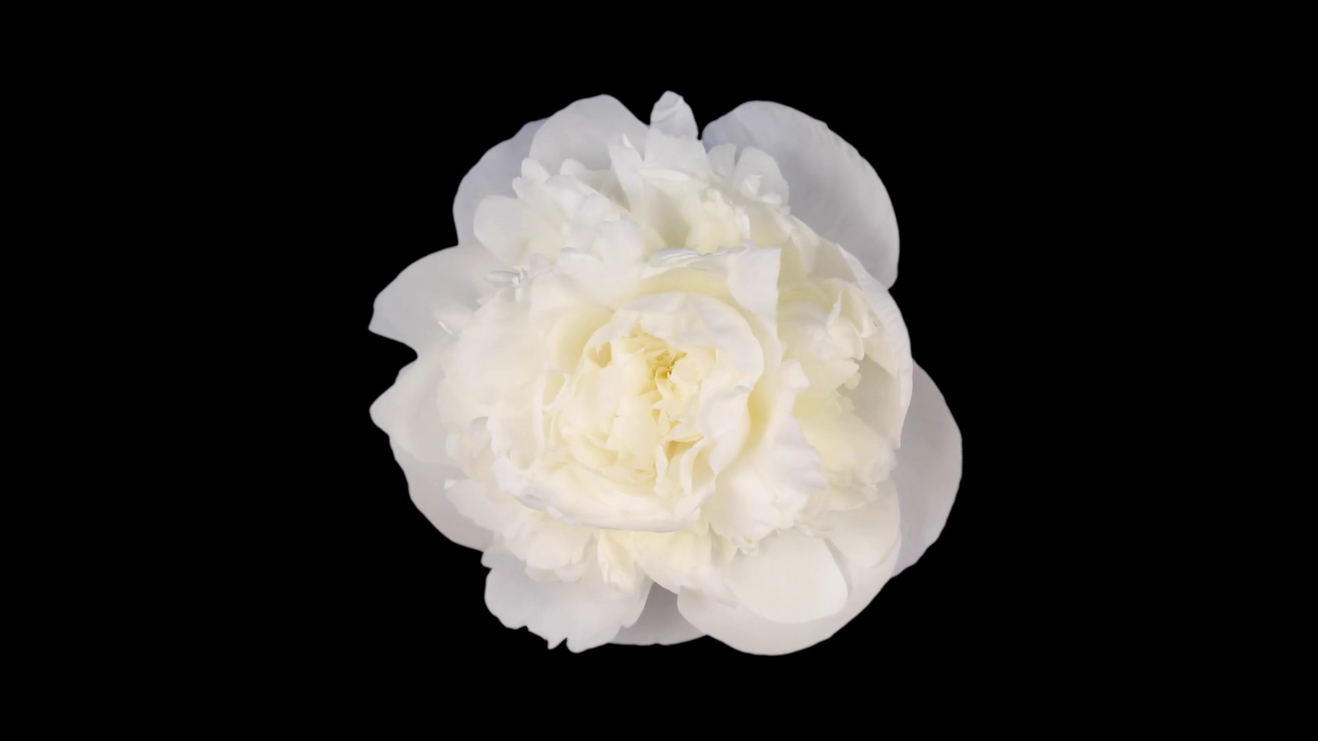 1920x1080 Time-lapse of opening white peony (Paeonia) flower 1x1 in PNG+ format with  ALPHA transparency channel isolated on black background, top view Stock  Video ...