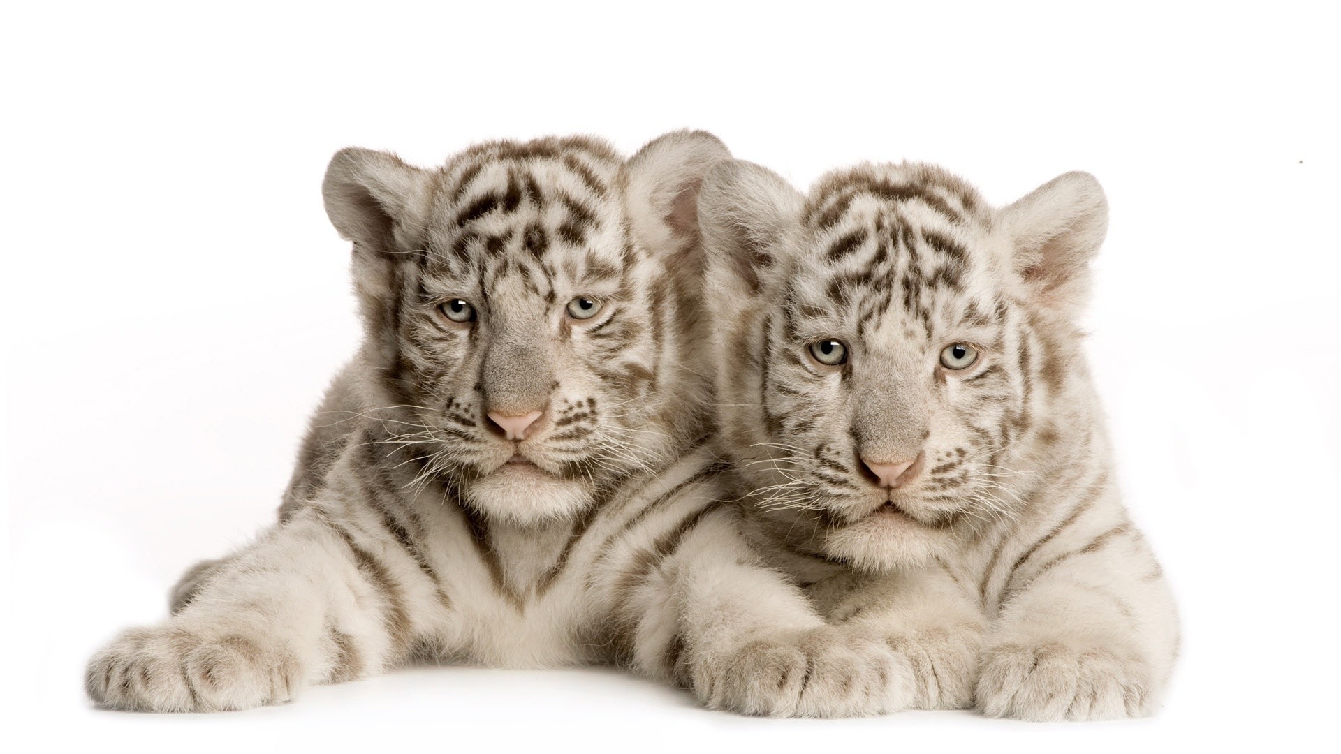 1920x1080 Baby White Tigers 25677