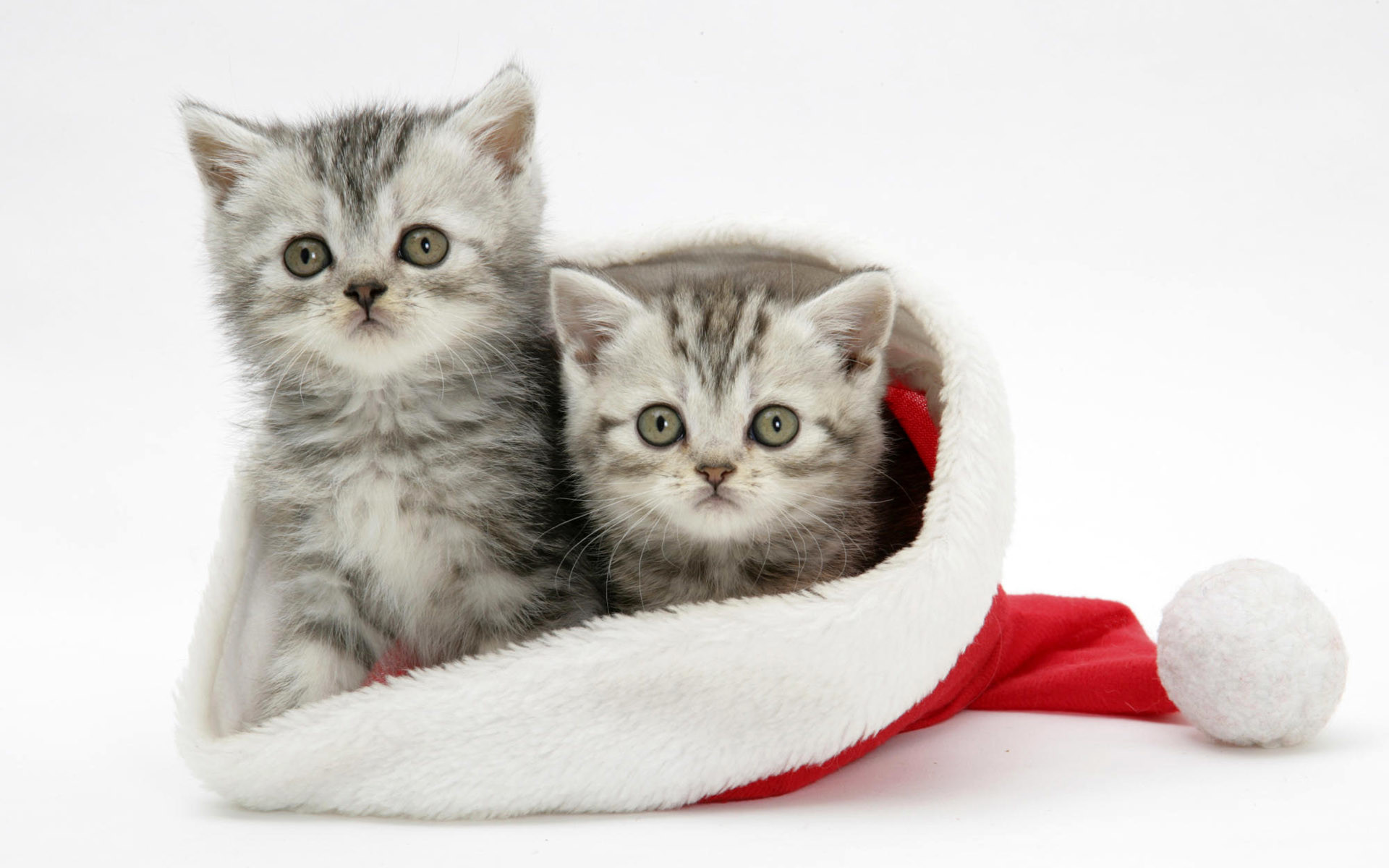 1920x1200 White Cats Christmas Wallpaper For Android Wallpaper