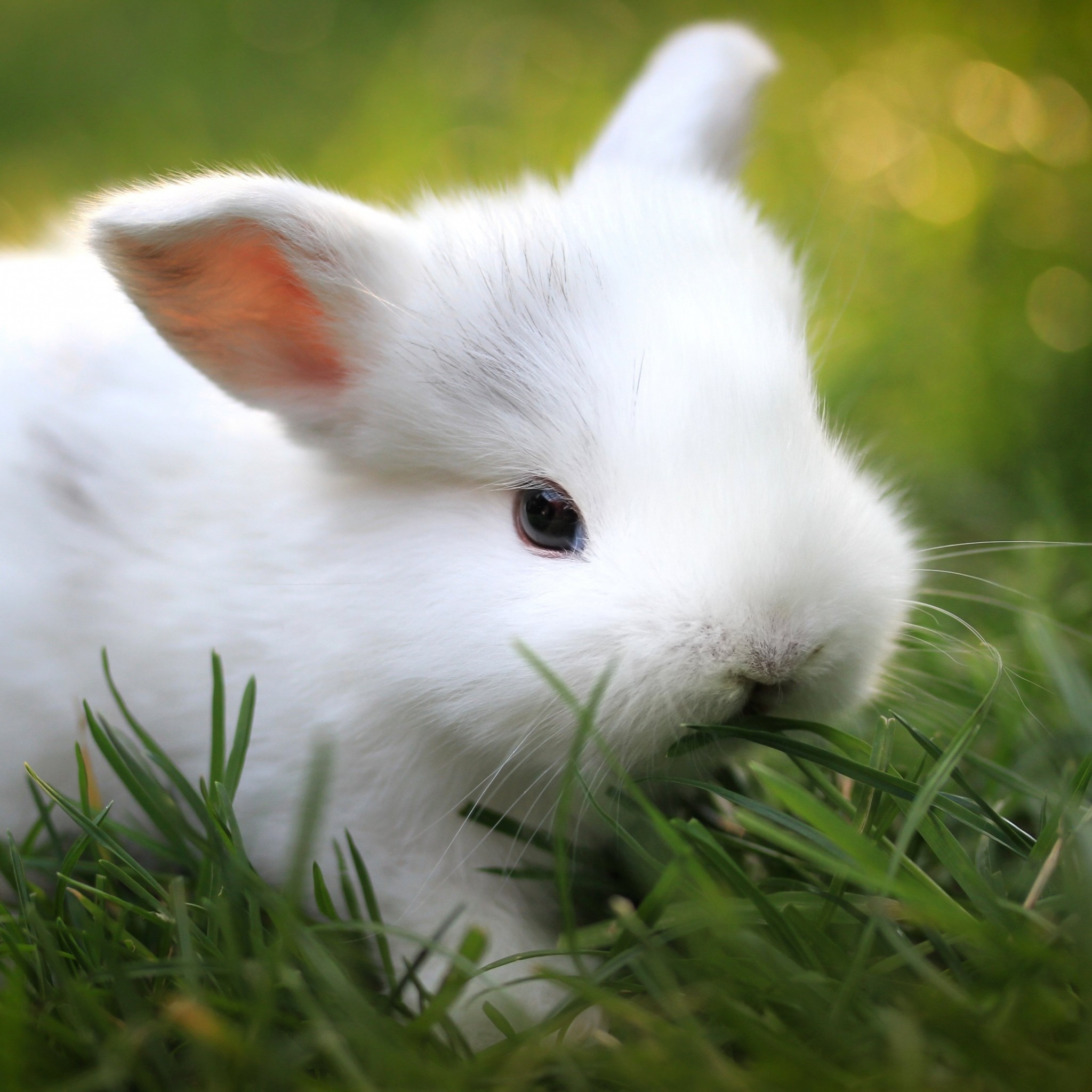 2048x2048  Wallpaper rabbit, grass, food, cute