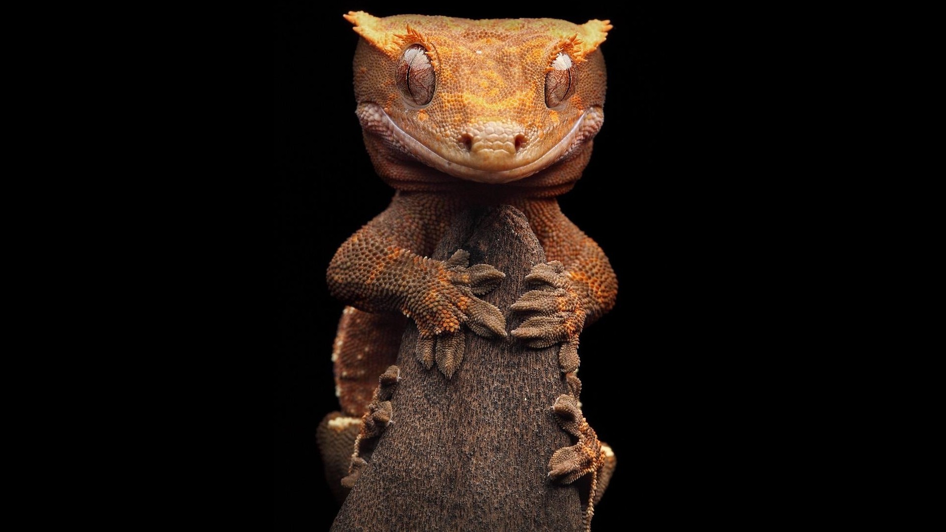 1920x1080 crested gecko