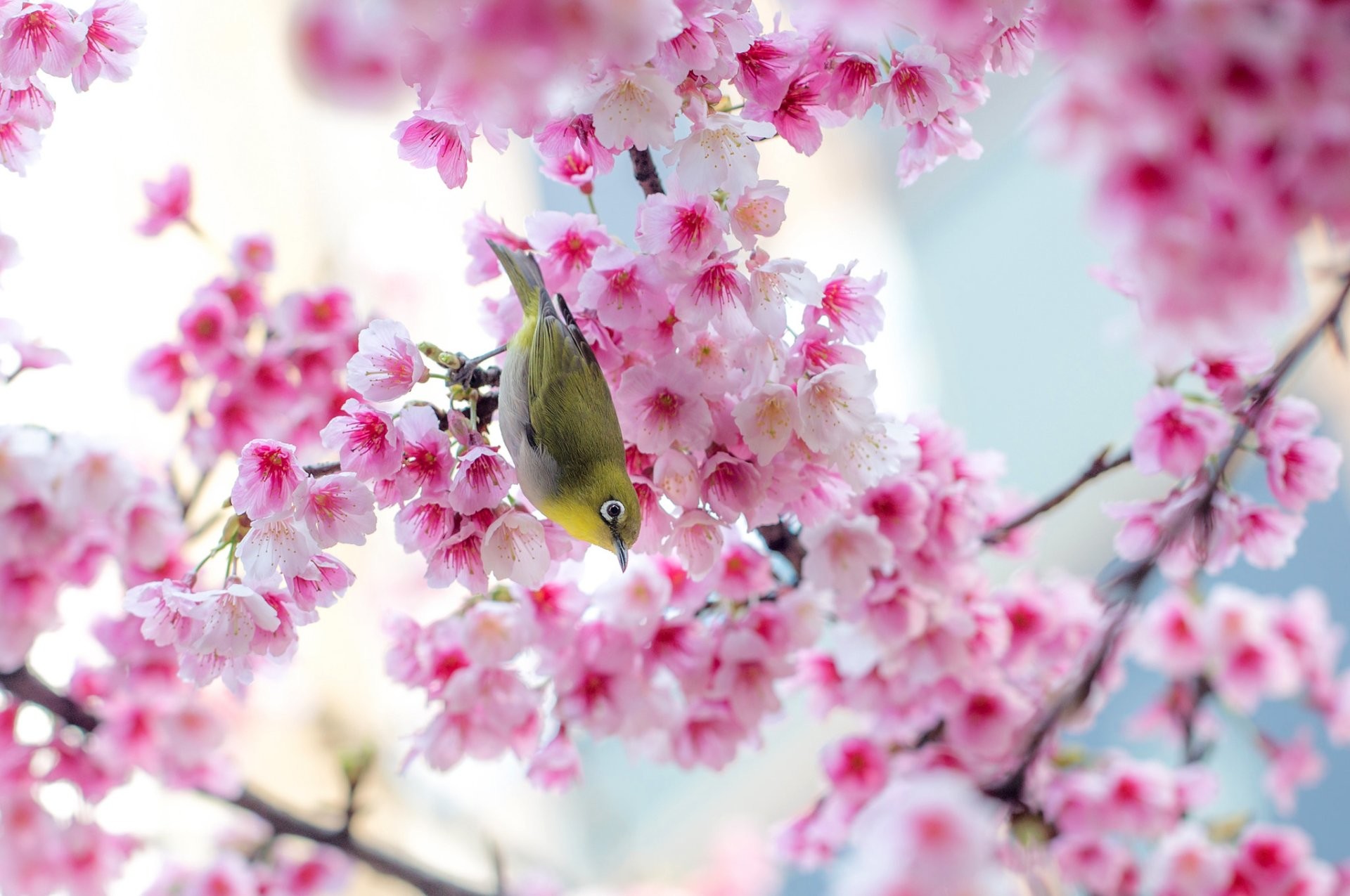 1920x1275 Bird Spring Sakura Cherry Blossom Wallpaper