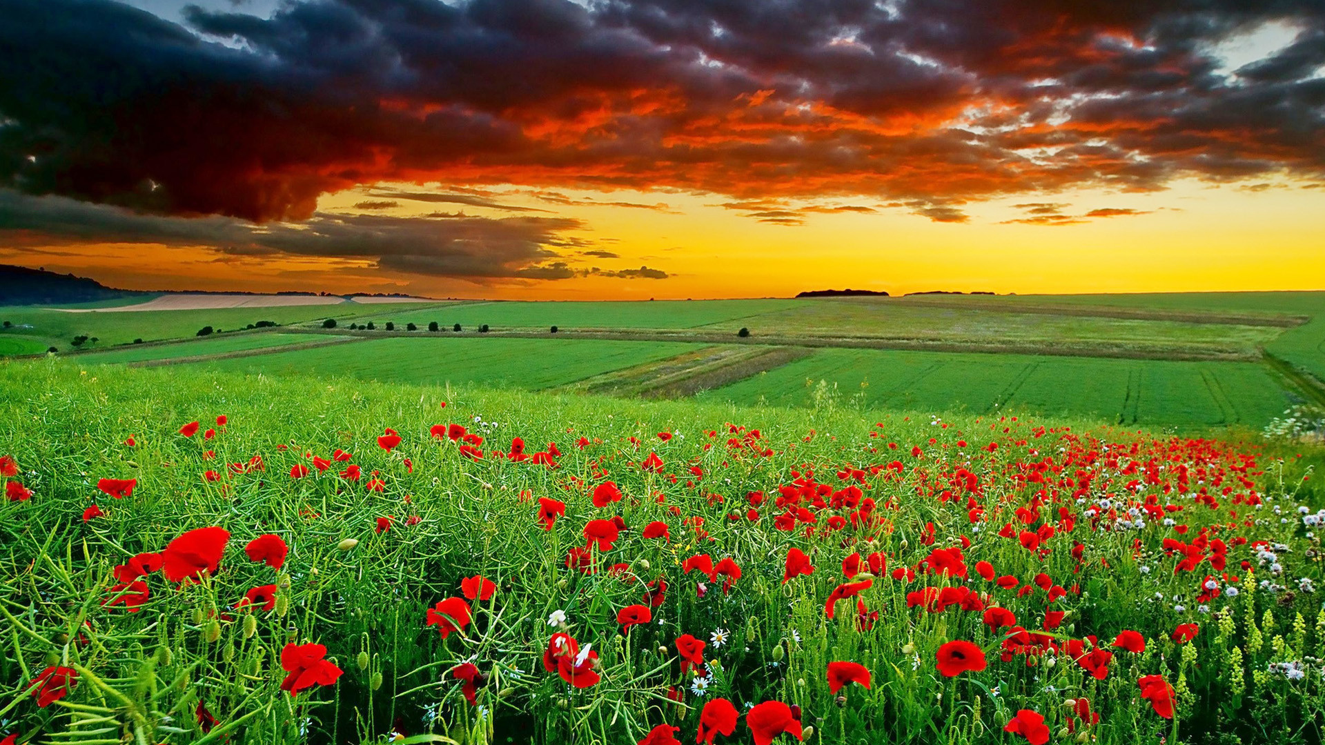 1920x1080  Full HD Nature Wallpapers 1080p Desktop in Green Landscape with  Flowers | HD Wallpapers |