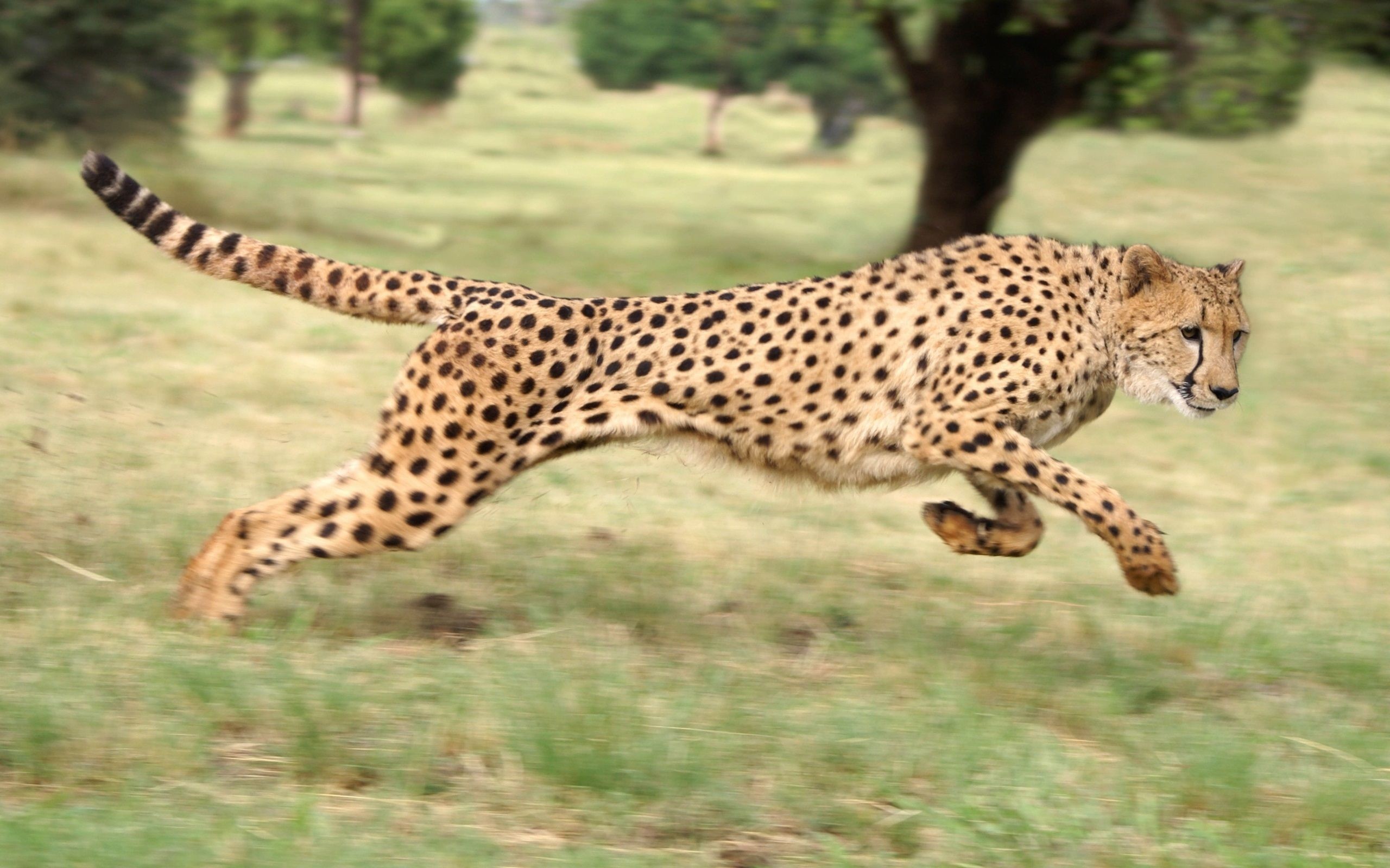 2560x1600 Running Cheetah Wallpaper