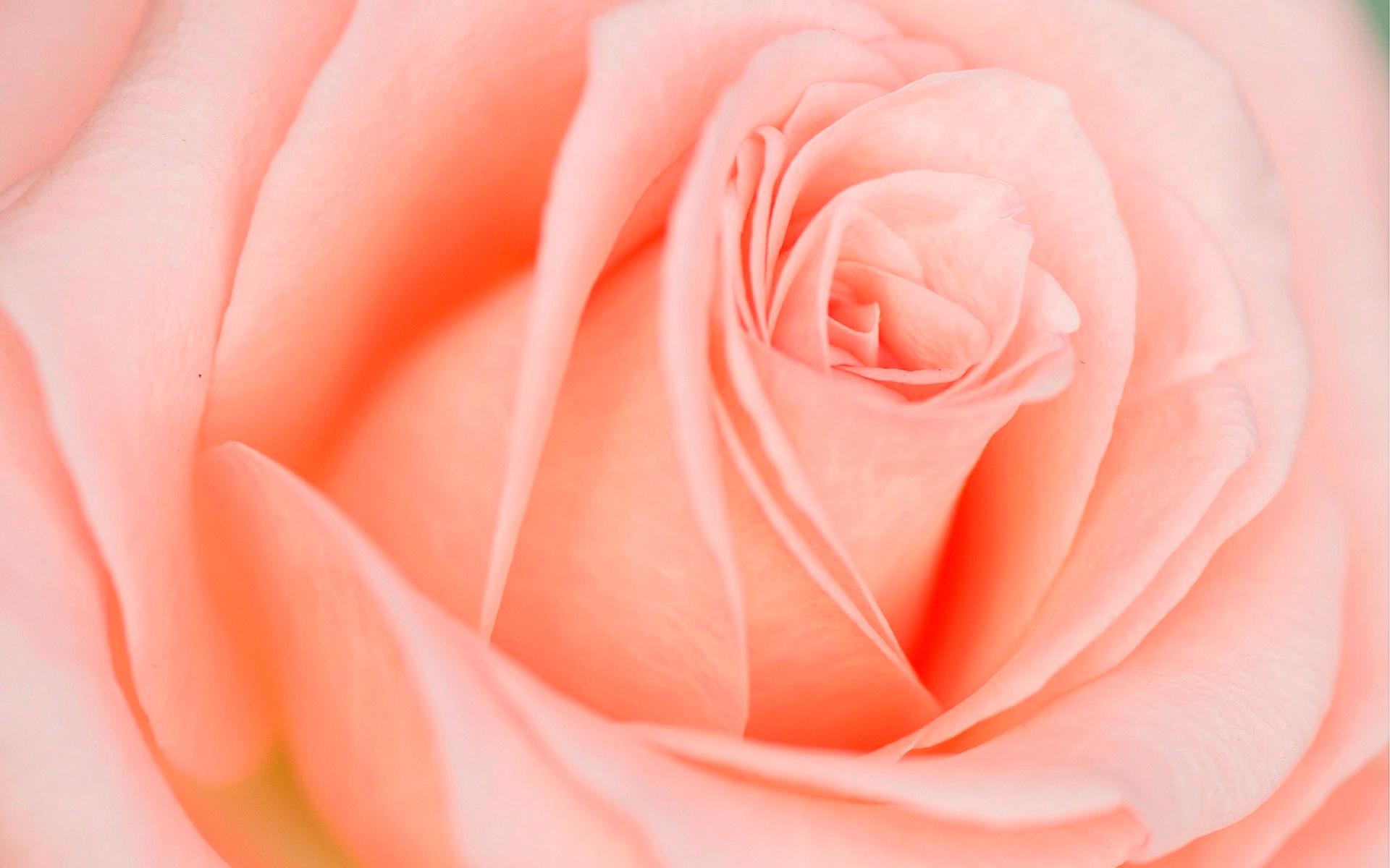 1920x1200 1024x768 Pink Rose Backgrounds - Wallpaper Cave