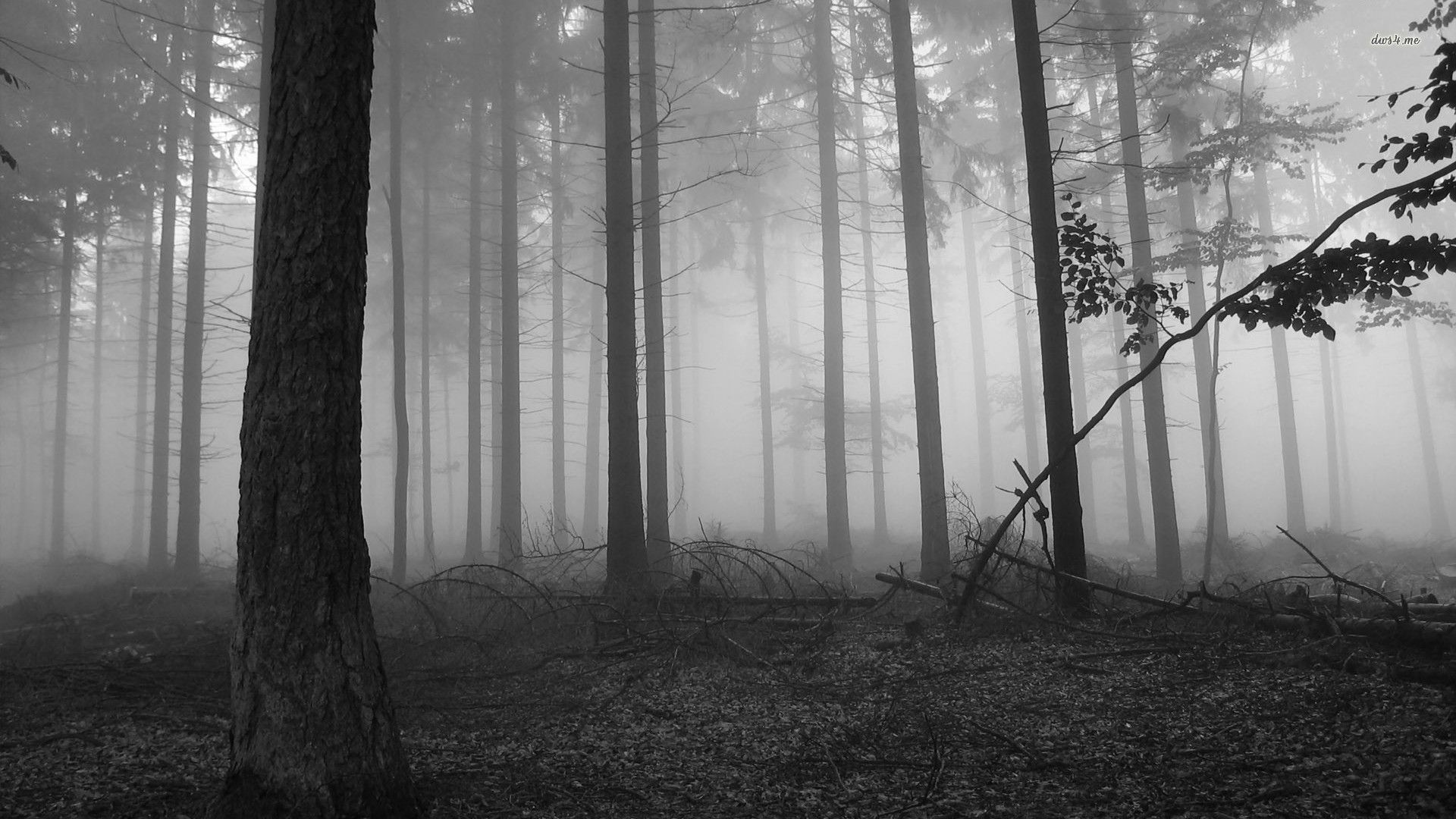 1920x1080 HD Beautiful Dark Forest Images & Wallpapers (Goldie Tew, 08.08.13)