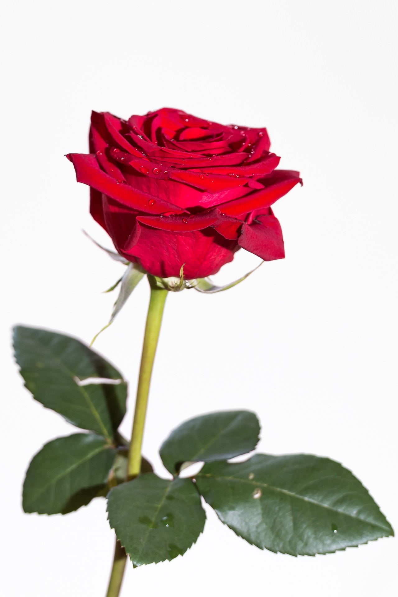 1280x1920 Red Rose On White Background