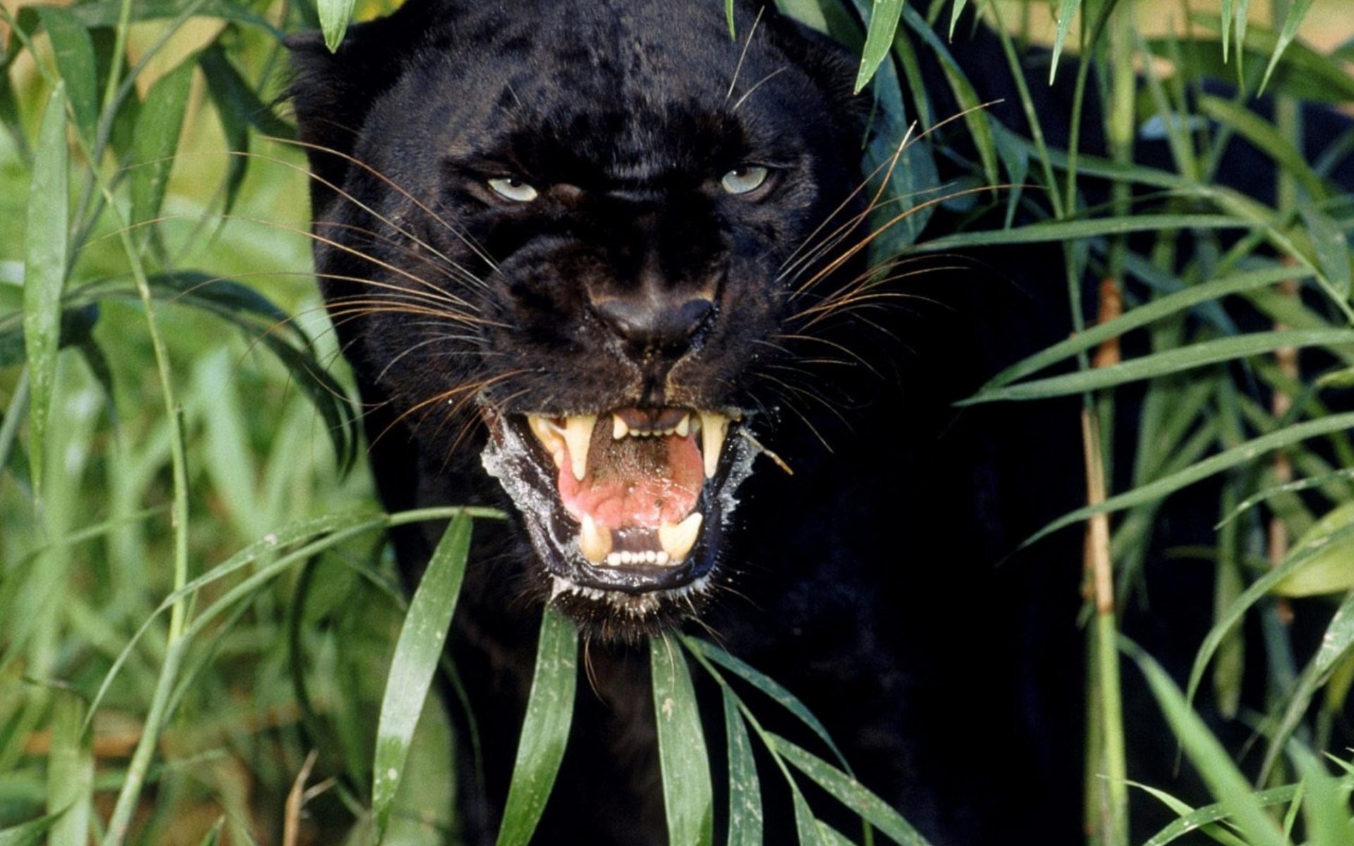 1920x1200 Download-free-panther-for-your-mobile-phone-most-