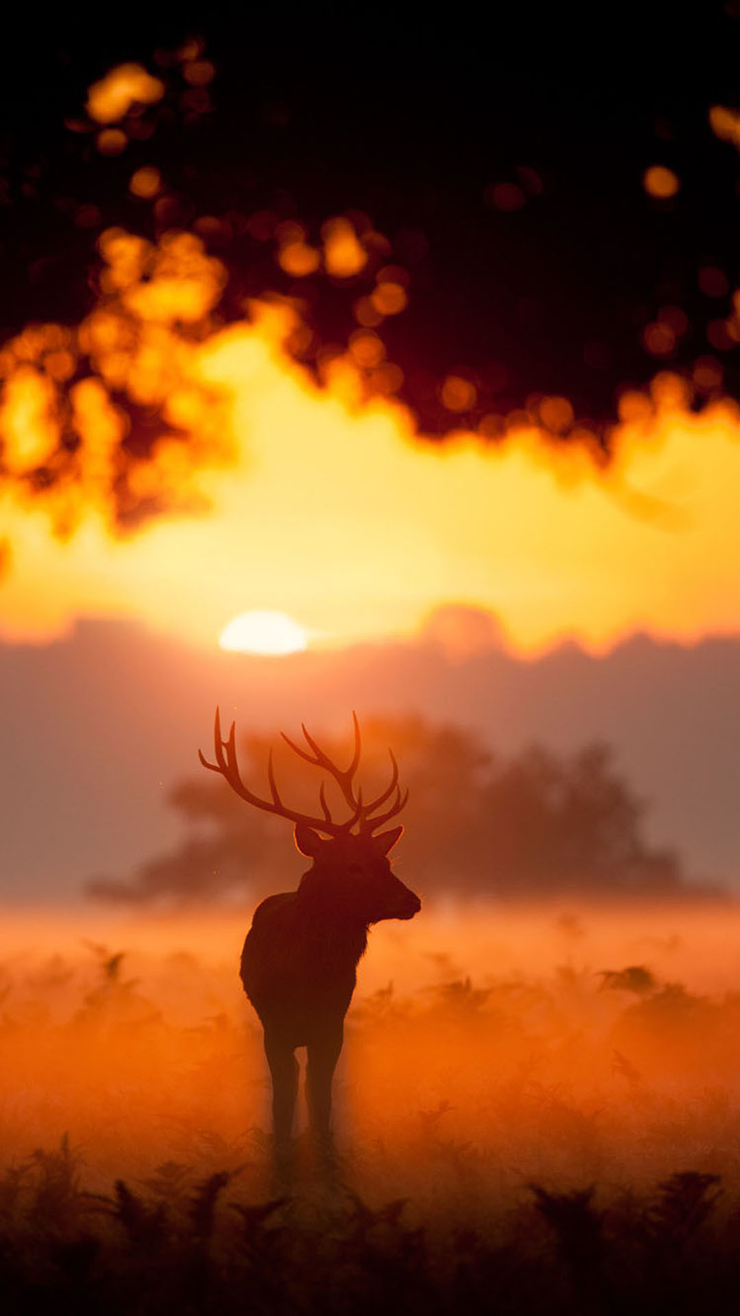 1080x1920 Elk Animal Wandering Sunset Grassland #iPhone #6 #wallpaper