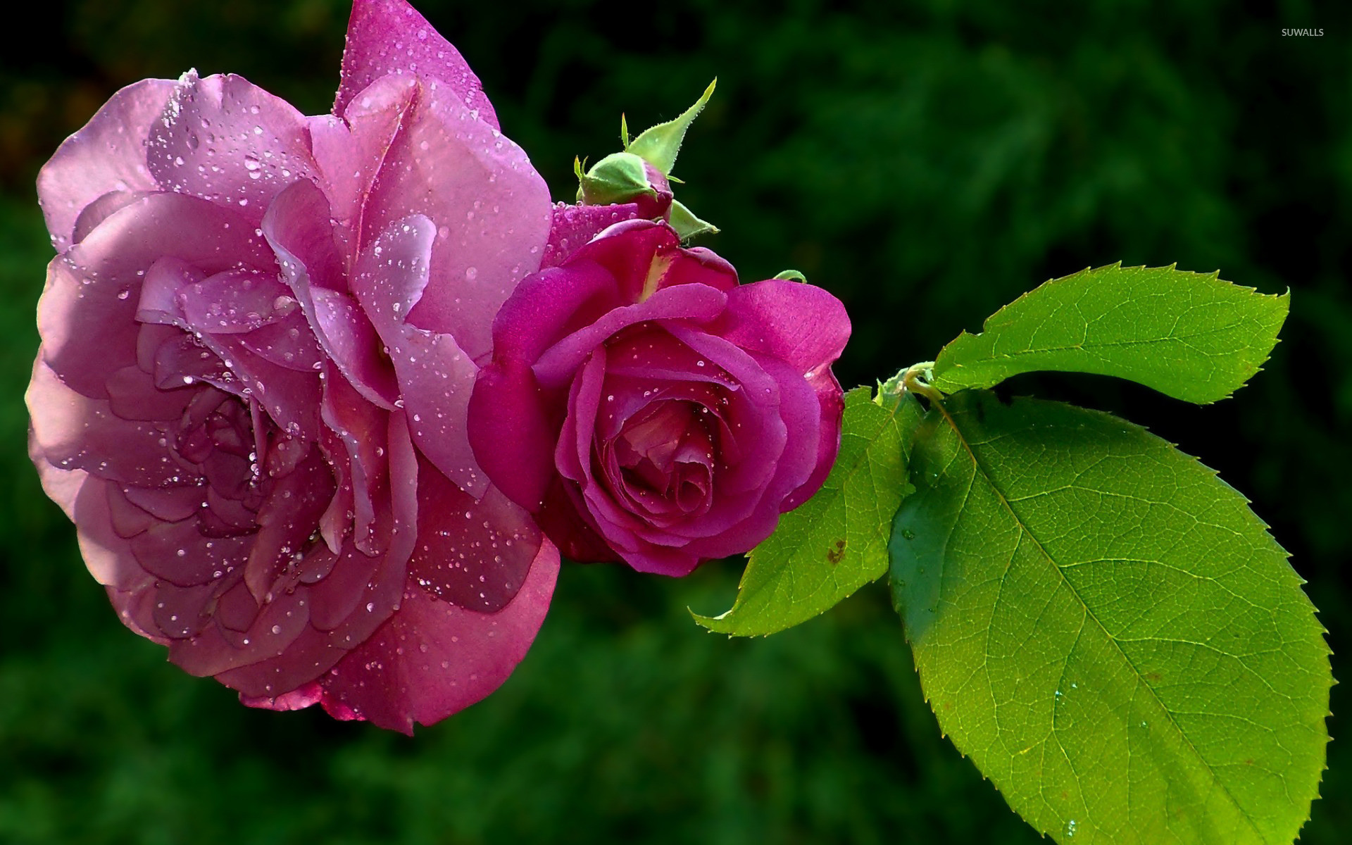 1920x1200 Pink roses with dew drops wallpaper