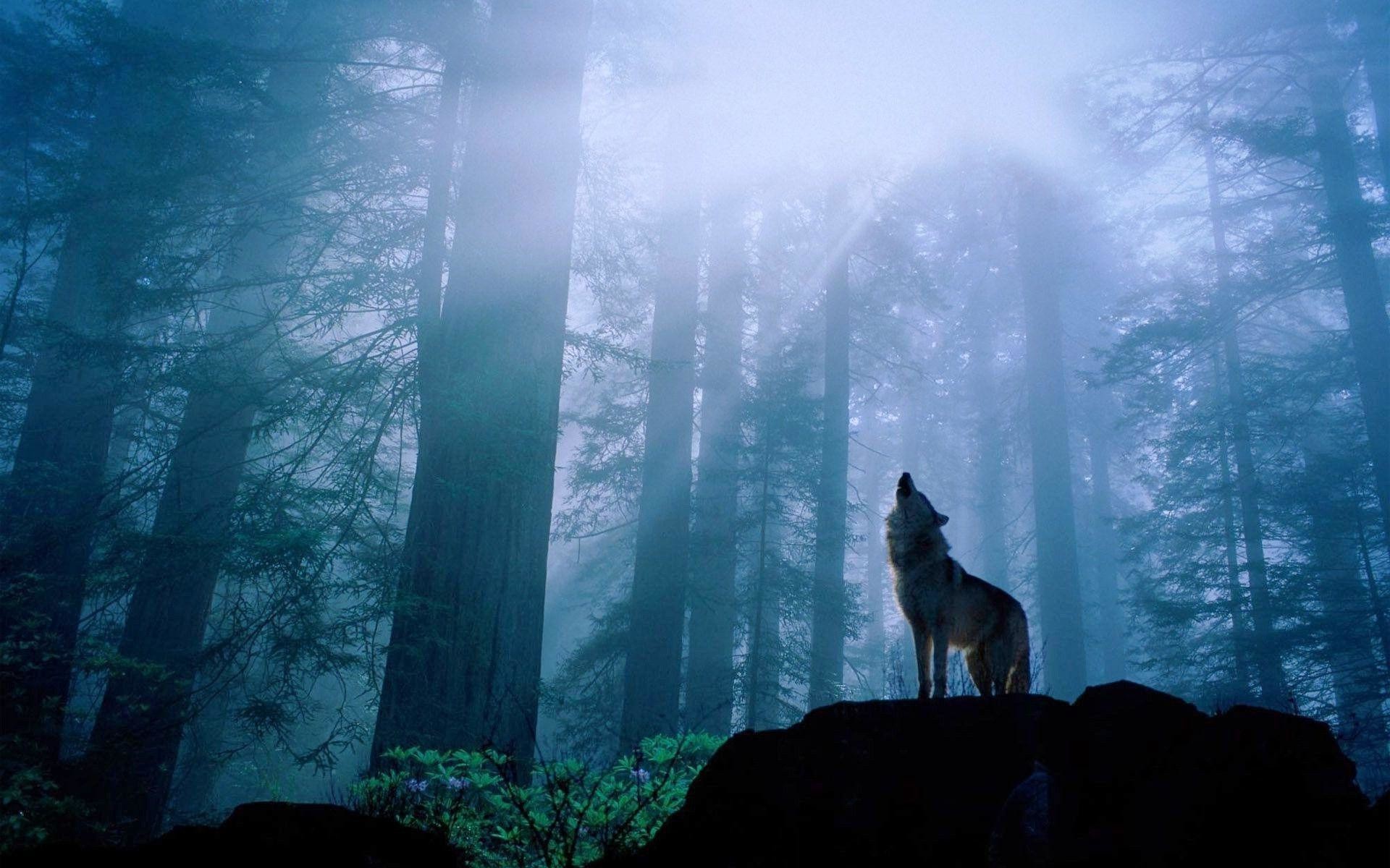 1920x1200 Wolf Howling at Night Free Stock Photo and Wallpaper