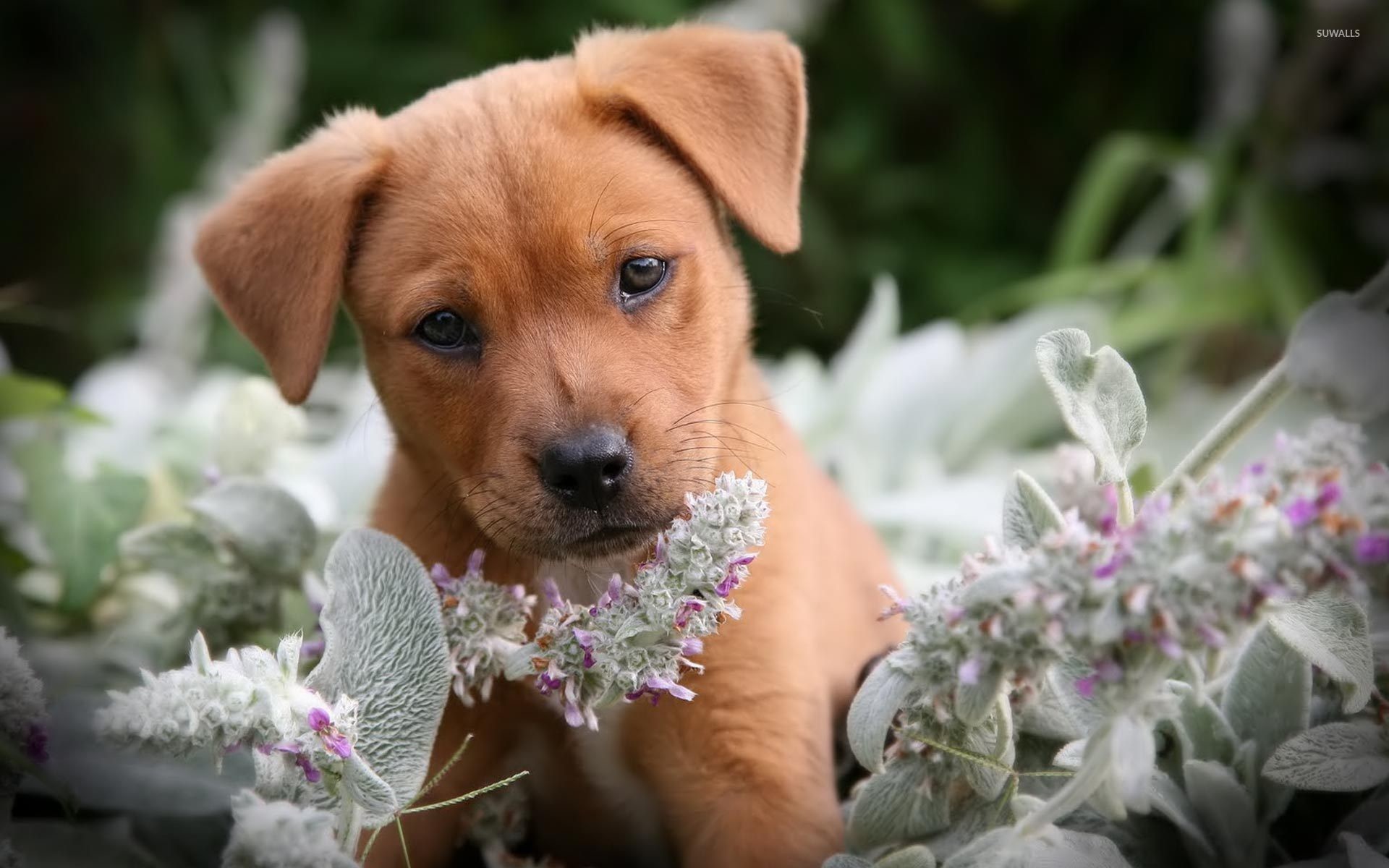 1920x1200 Cute brown puppy in the flowers wallpaper  jpg