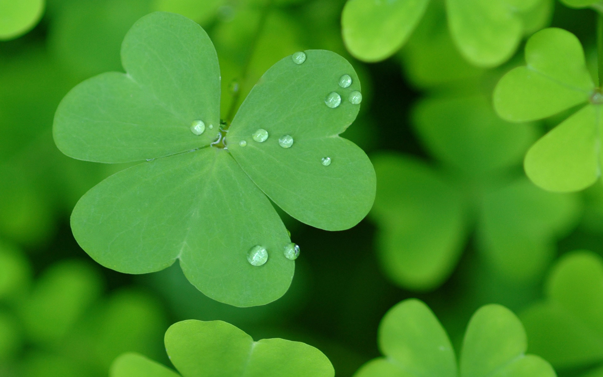 1920x1200 St Patricks Day. Widescreen Wallpapers ...