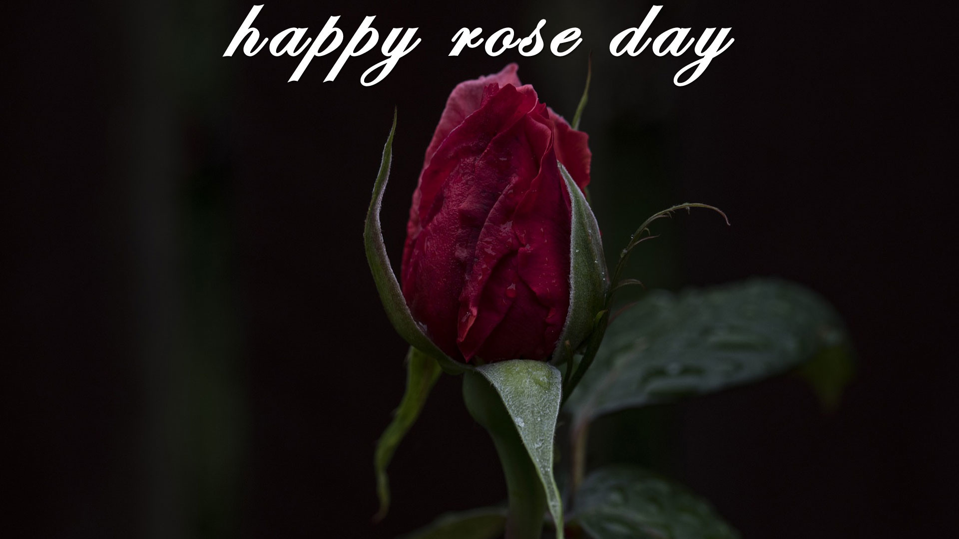 1920x1080 “My rose is red,Your eyes are blue,You love me,And I love u.Happy  valentine's day in advance.” Happy Rose Day!