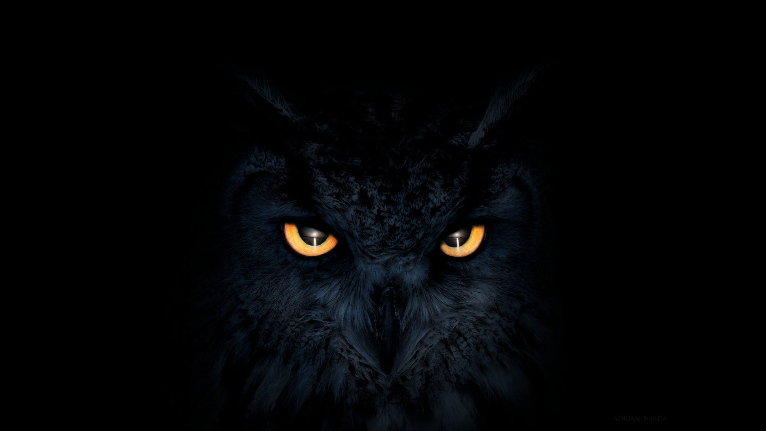 Owl Wallpaper HD (83+ images)