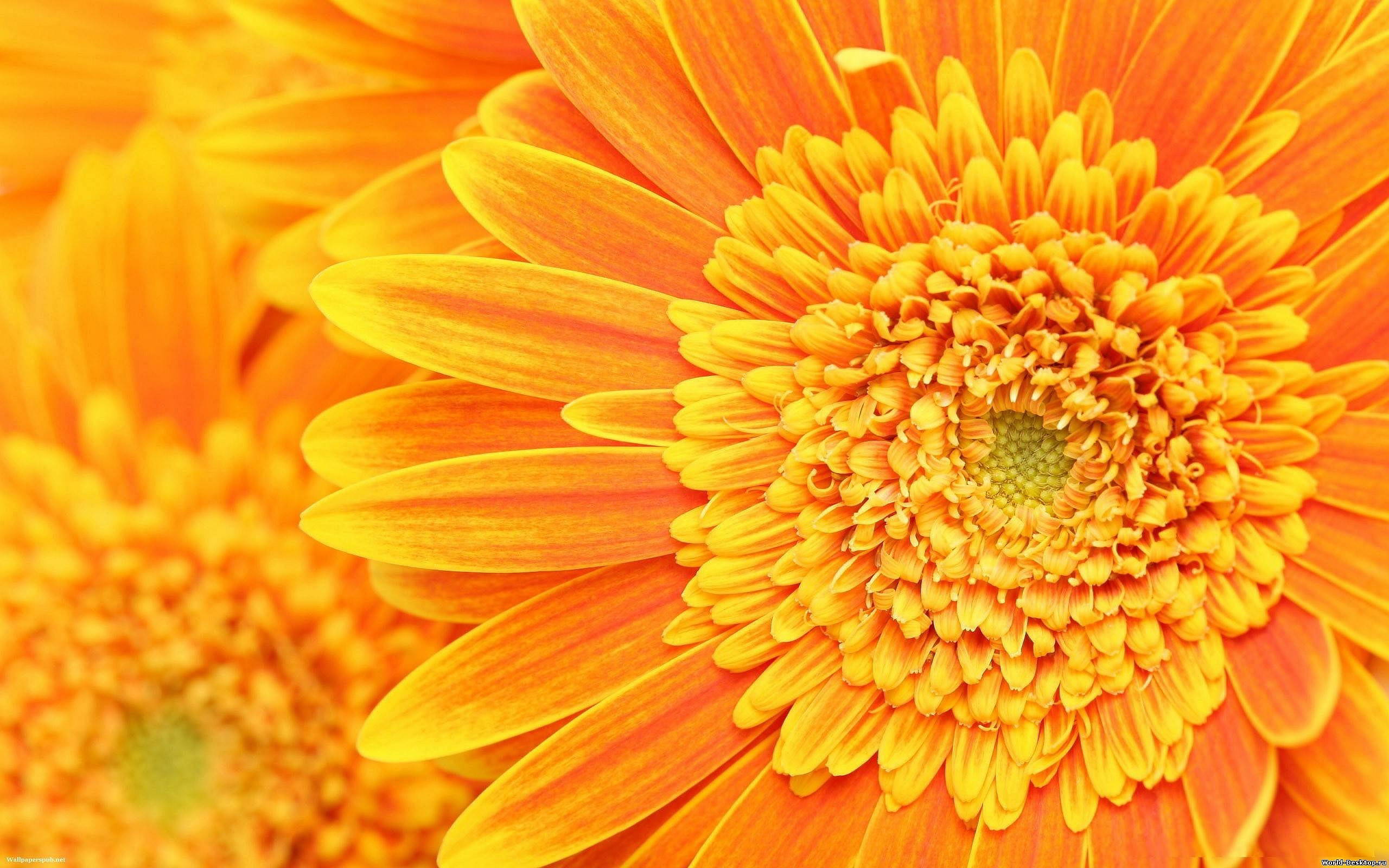 2560x1600 orange flower background. Â«Â«