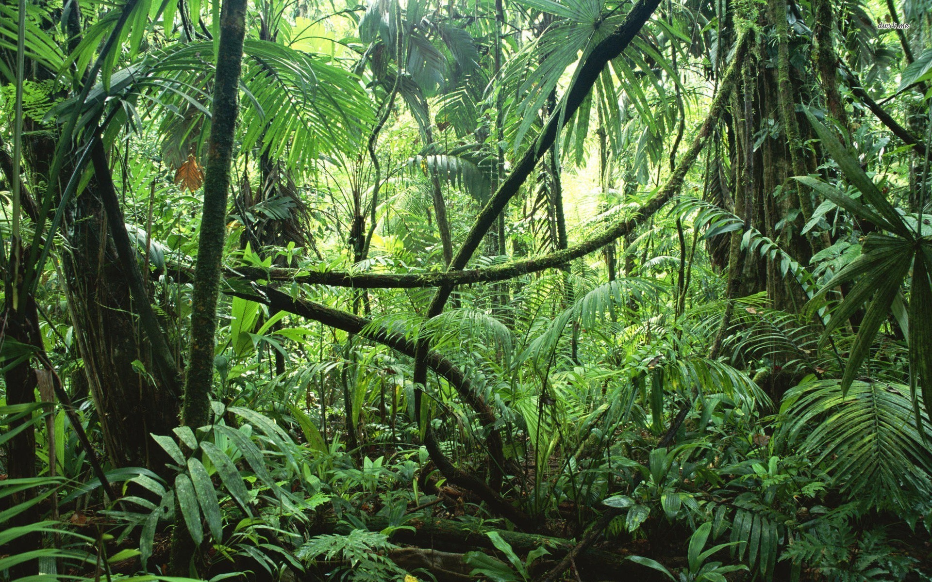 1920x1200 Jungle rainforest