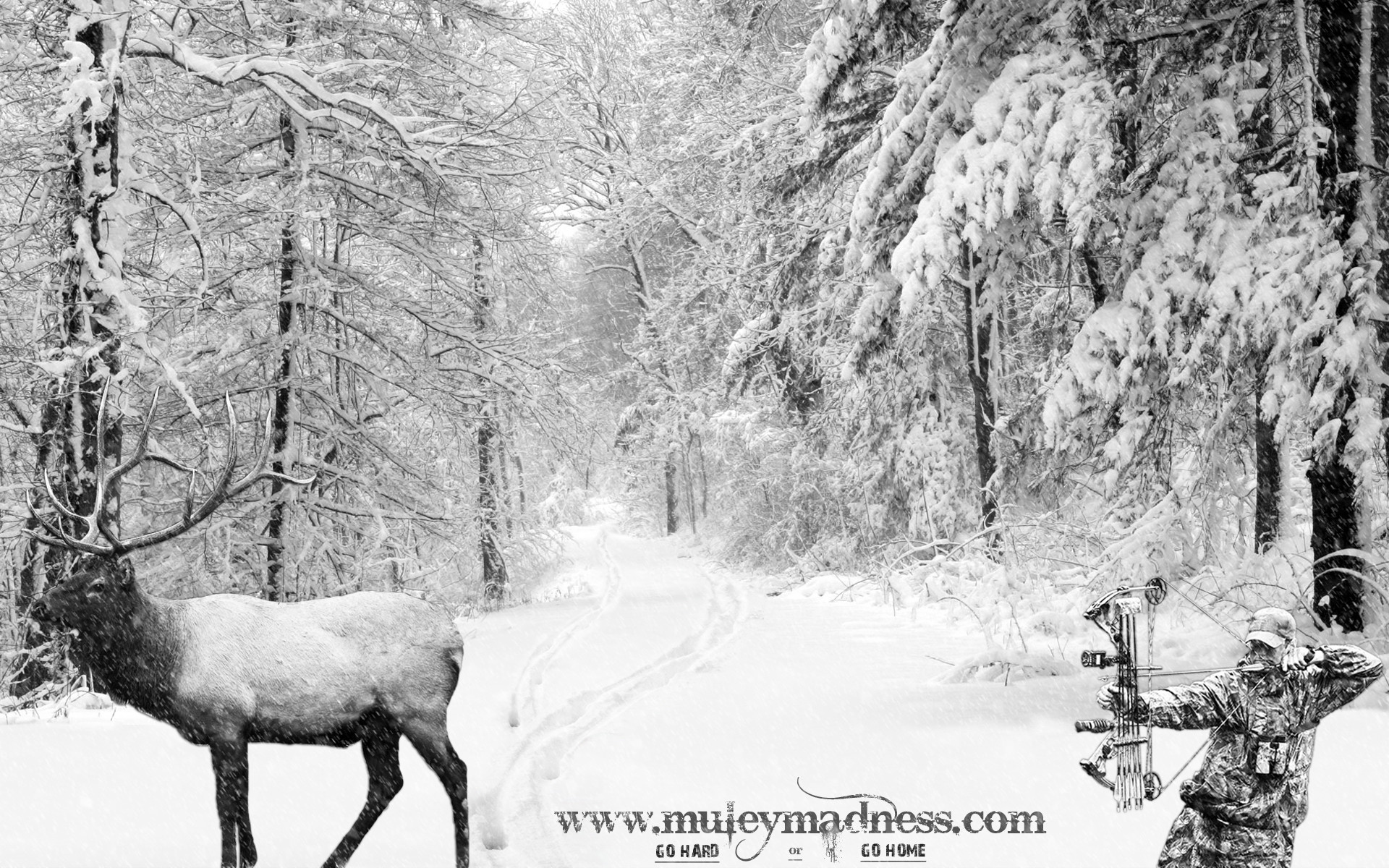 1920x1200 Winter Elk Â· Elk in Snow Wallpaper Winter Elk Wallpaper Winter ...