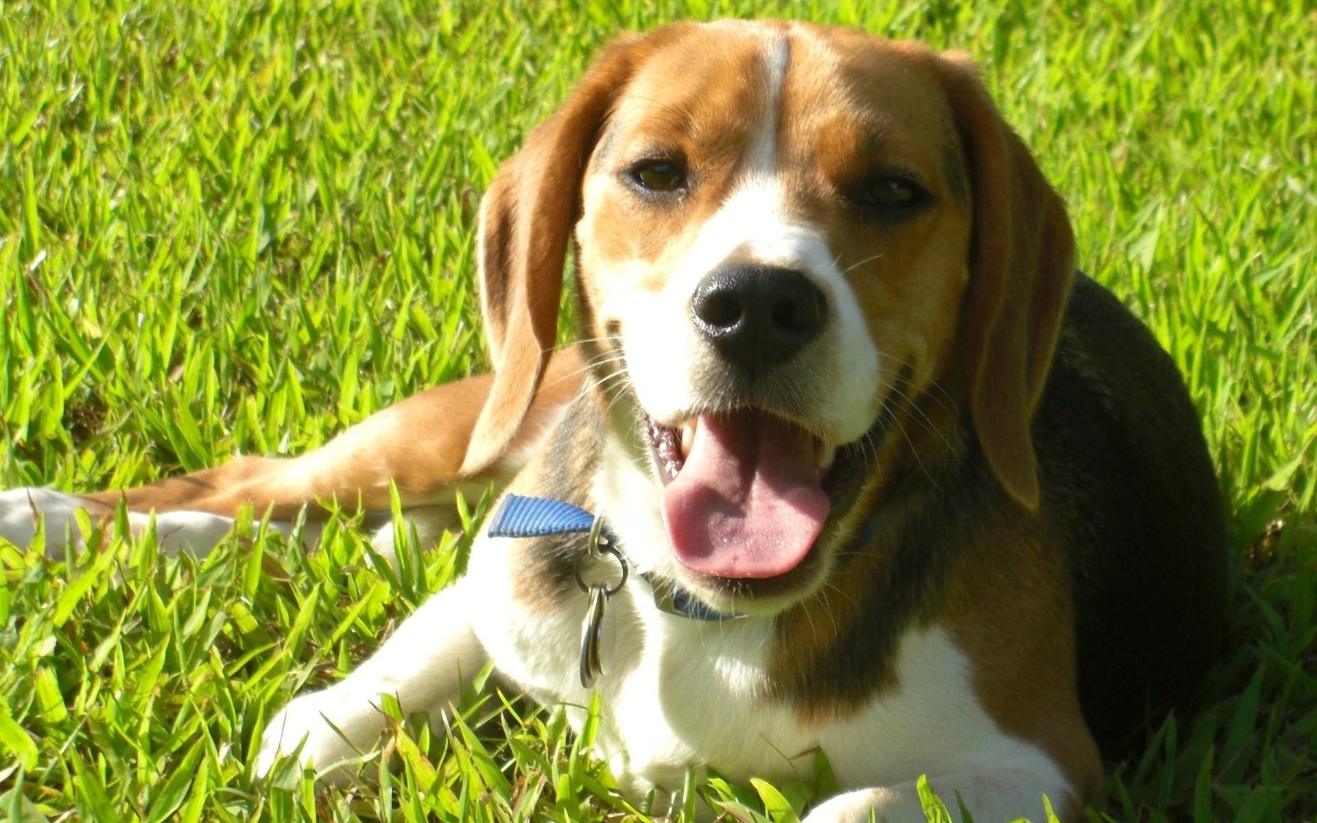 1920x1200 Funny Beagle
