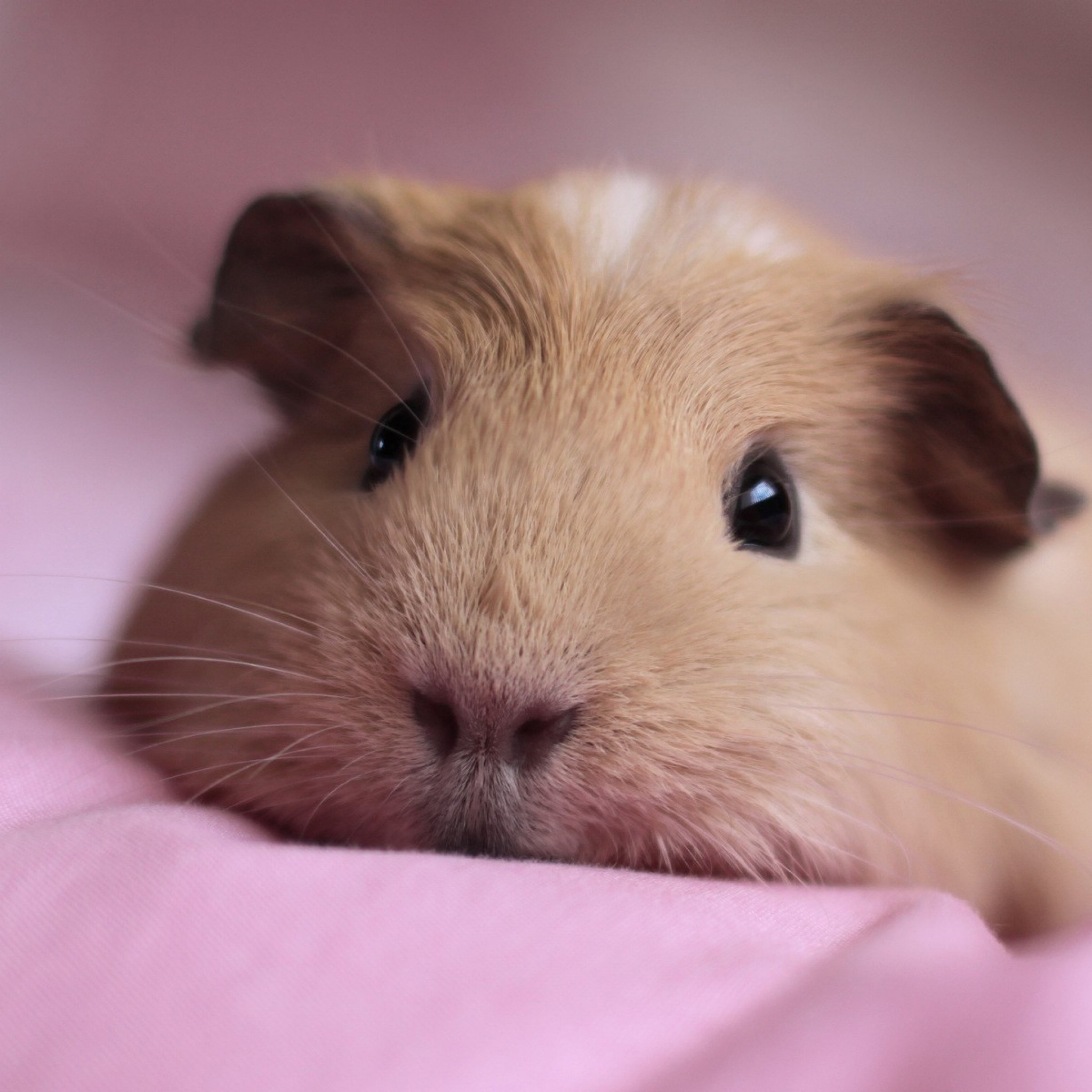 2048x2048 Guinea pig, Snout, Fluffy, Down, Cute Wallpaper, Background New iPad .