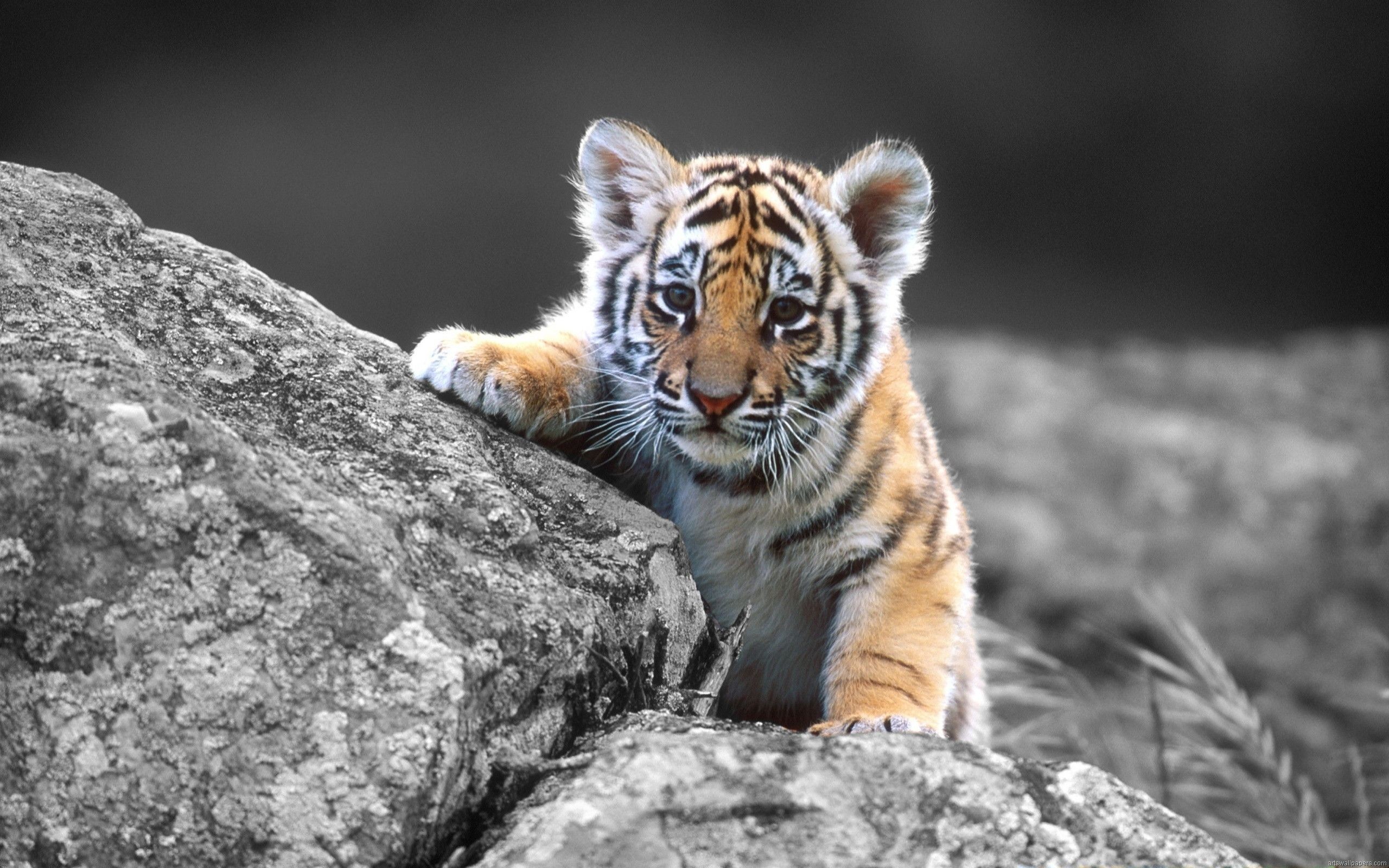 2560x1600 Explore Cubs Wallpaper, Animal Wallpaper, and more!