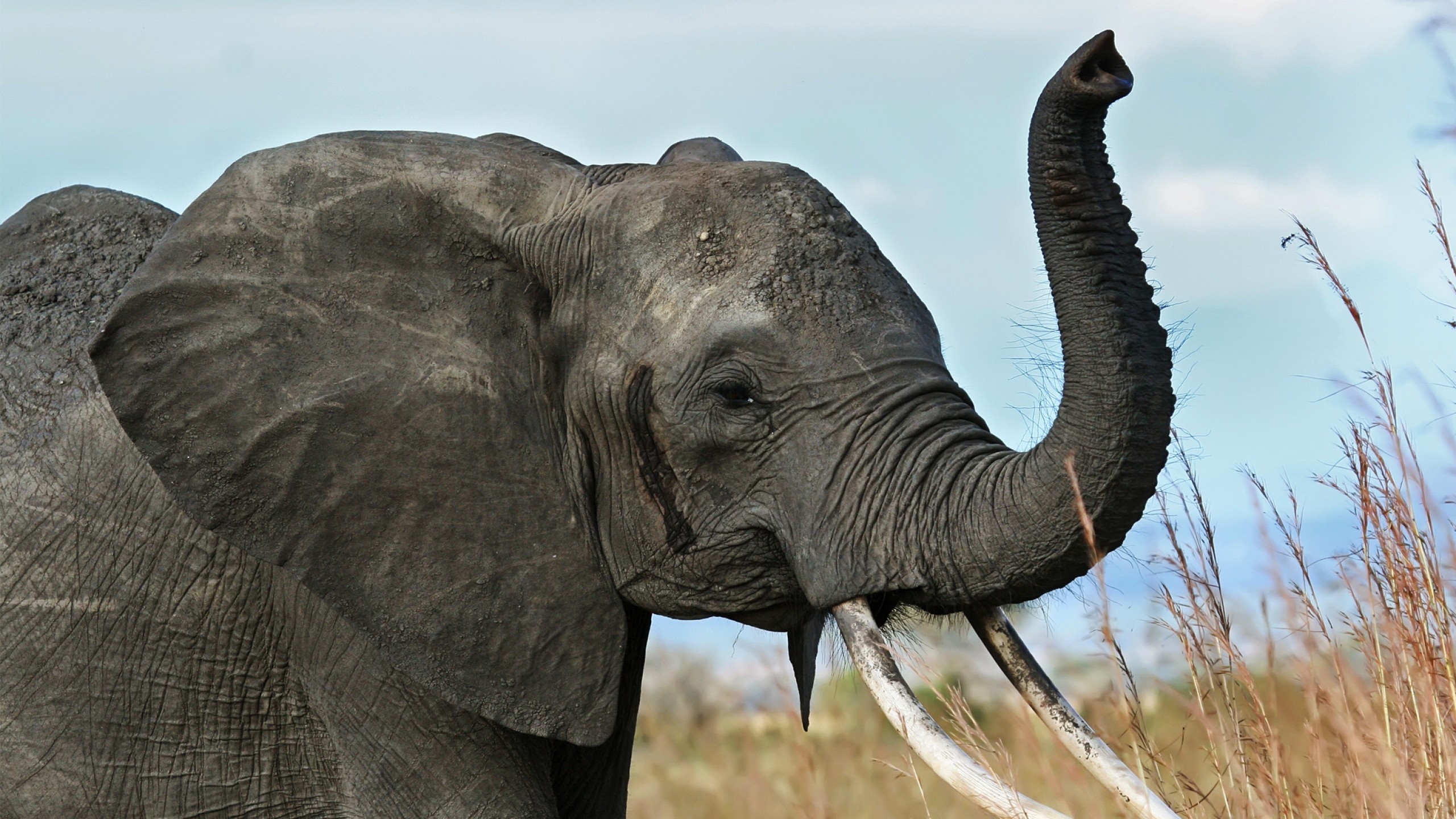 2560x1440 Preview wallpaper elephant, tusks, trunk, africa, savanna 