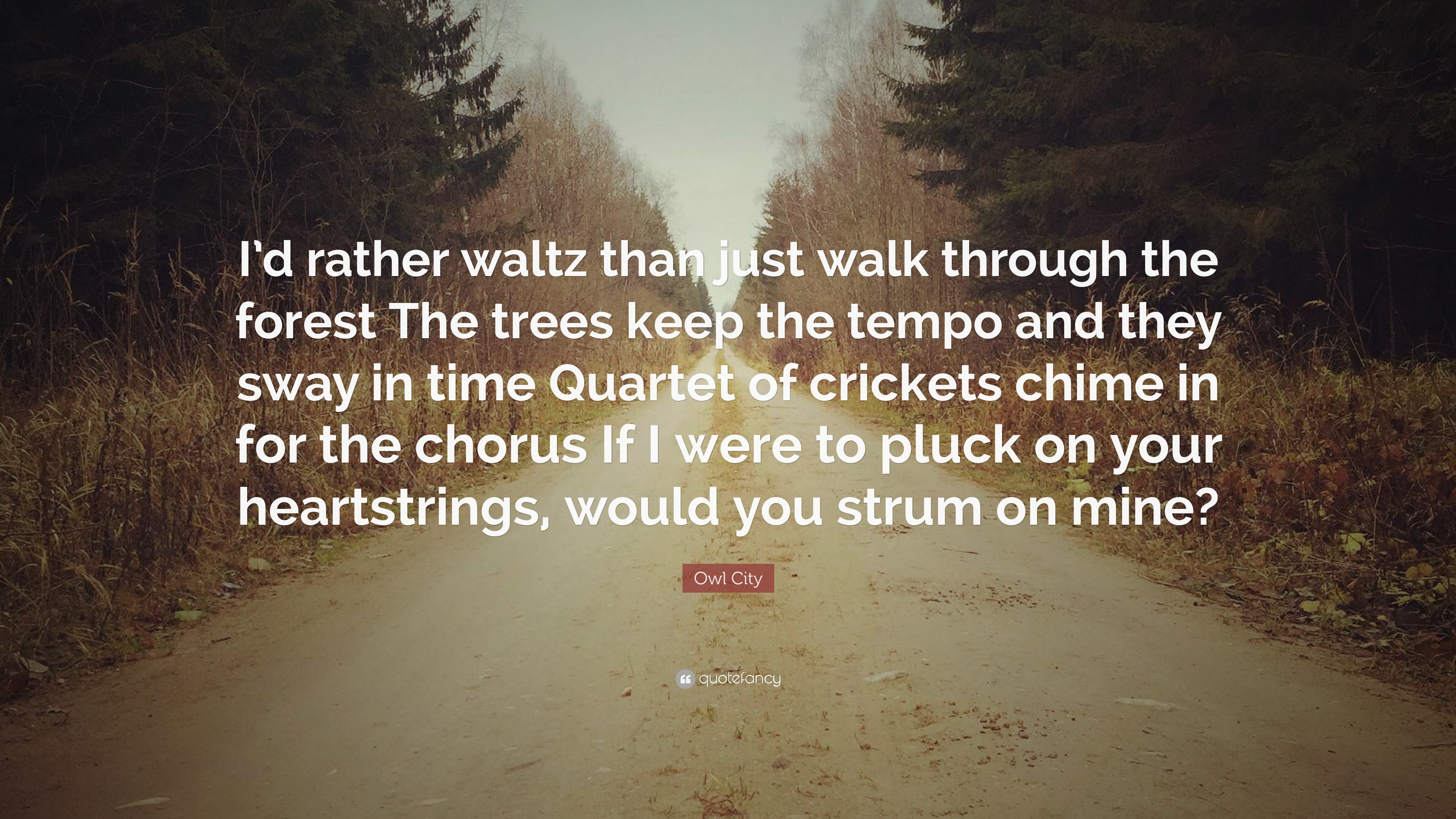 3840x2160 Owl City Quote: “I'd rather waltz than just walk through the forest