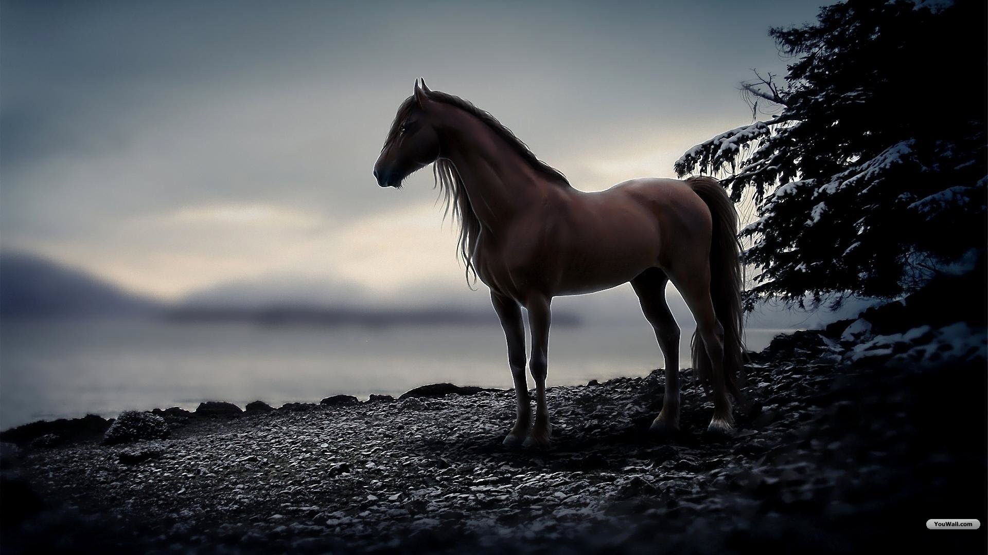 1920x1080 Wallpaper's Collection: Â«Horse WallpapersÂ»