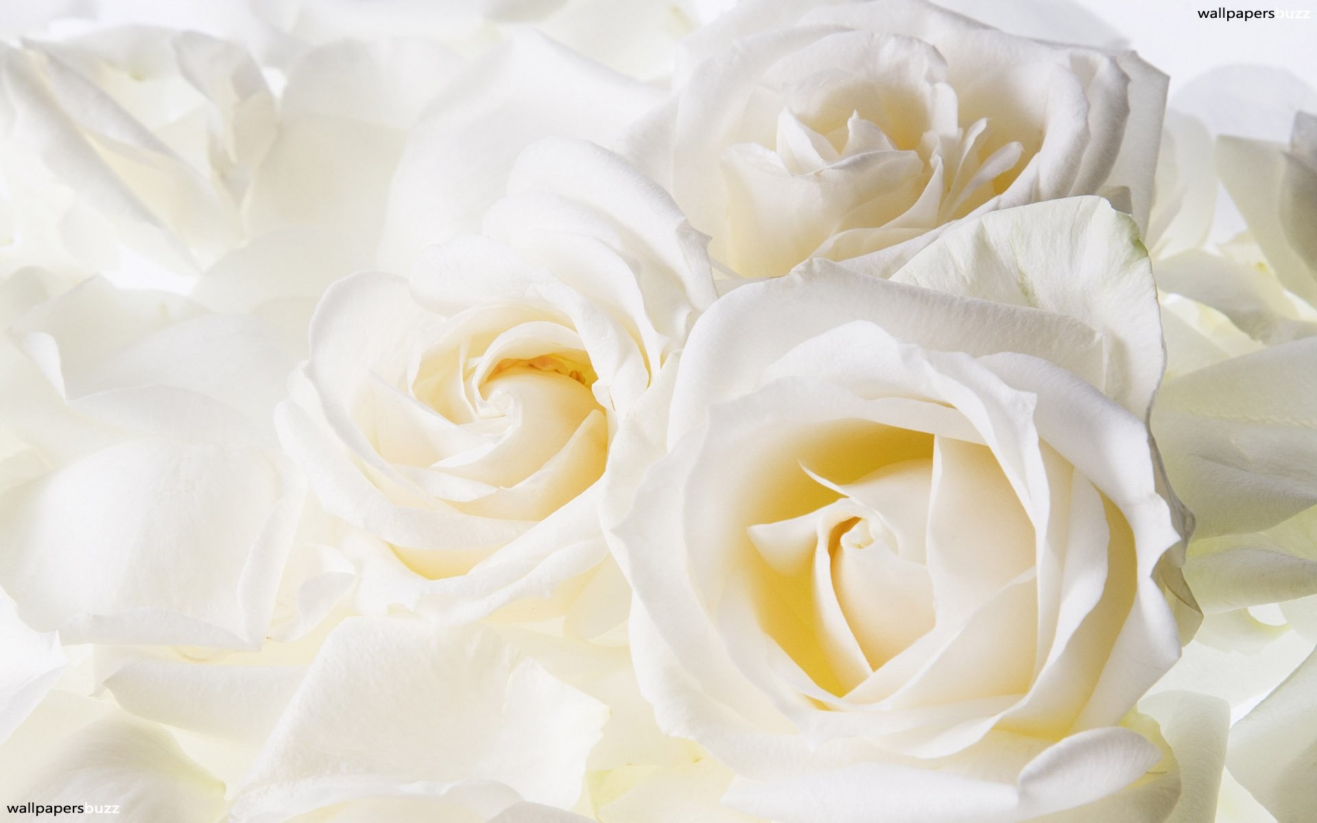 1920x1200 Beautiful White Roses â¥