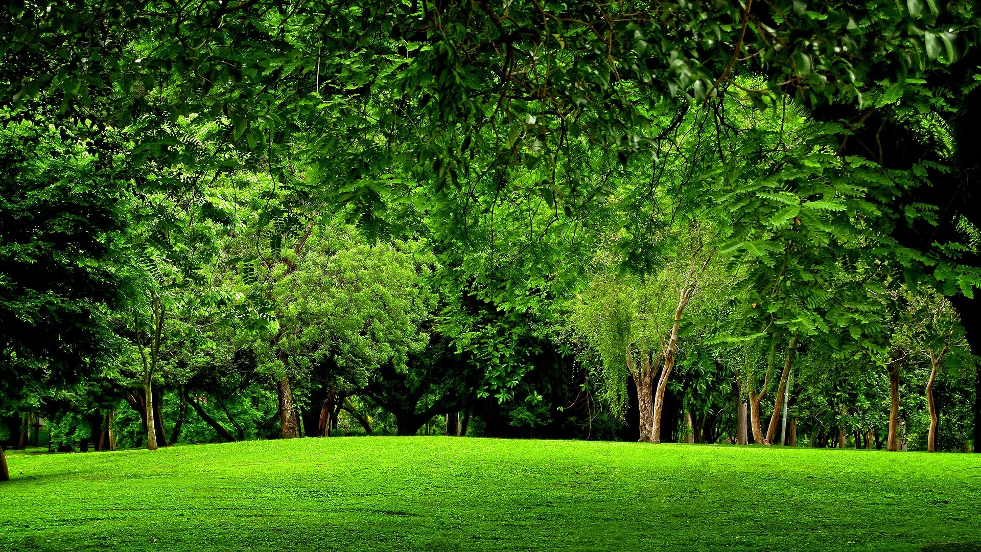 1920x1080 Free Green Forest Background