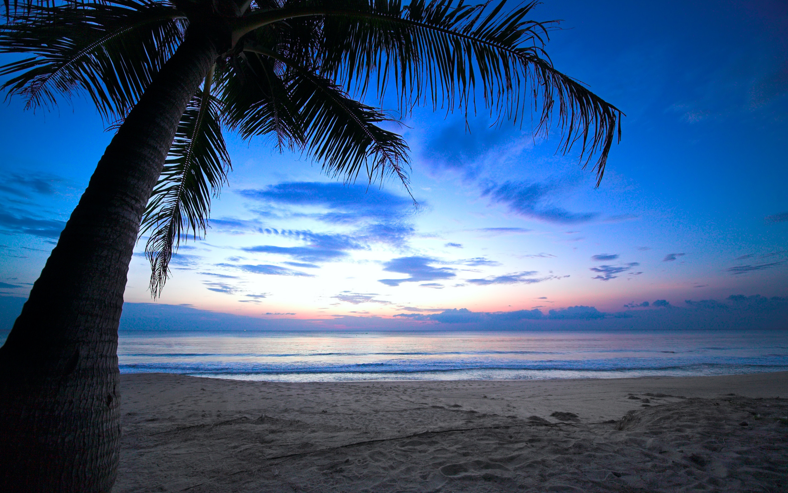 2560x1600 Cloudy sky weeping palm tree tropical sunset caribbean ocean wallpaper |   | 176536 | WallpaperUP
