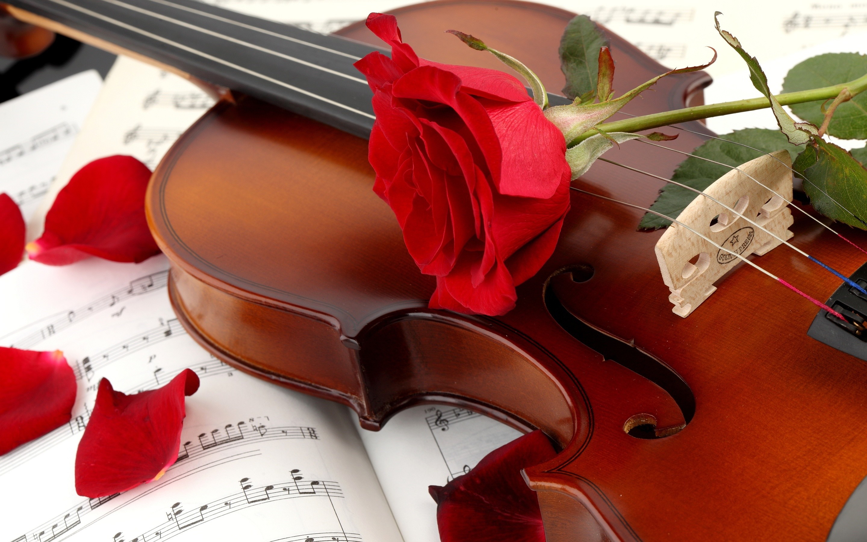 2880x1800 ... red-rose-with-violin-hd-free-wallpapers ...