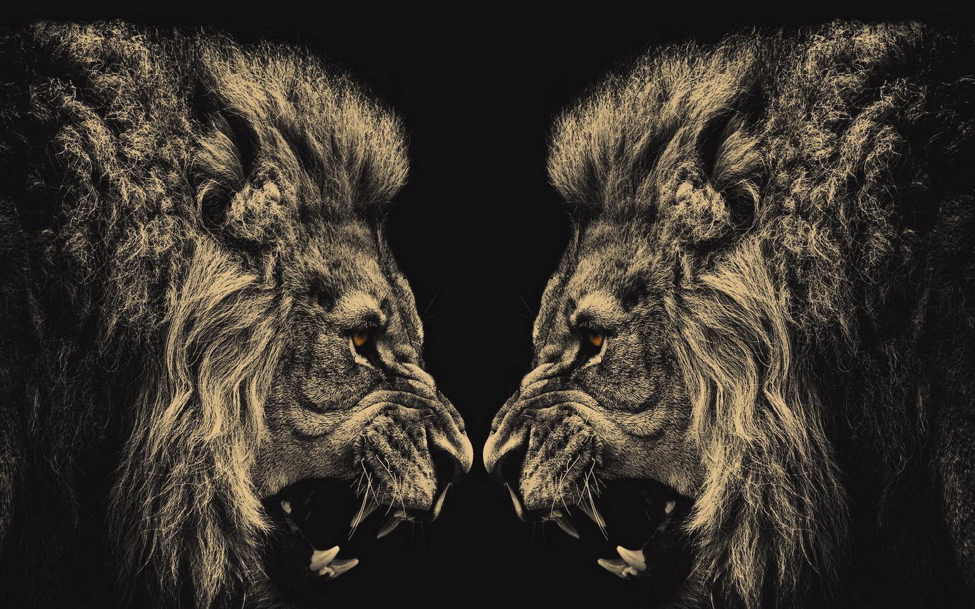 1920x1200 Lion Black And White Wallpapers Background