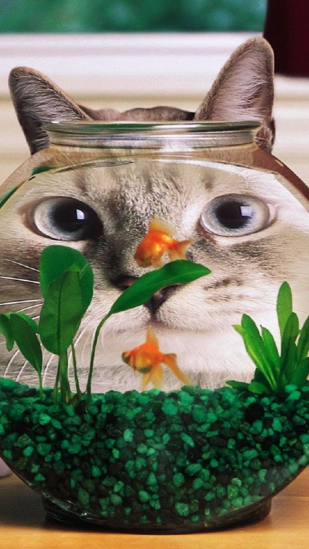 1080x1920 Funny Cat Fish Tank Android Wallpaper ...