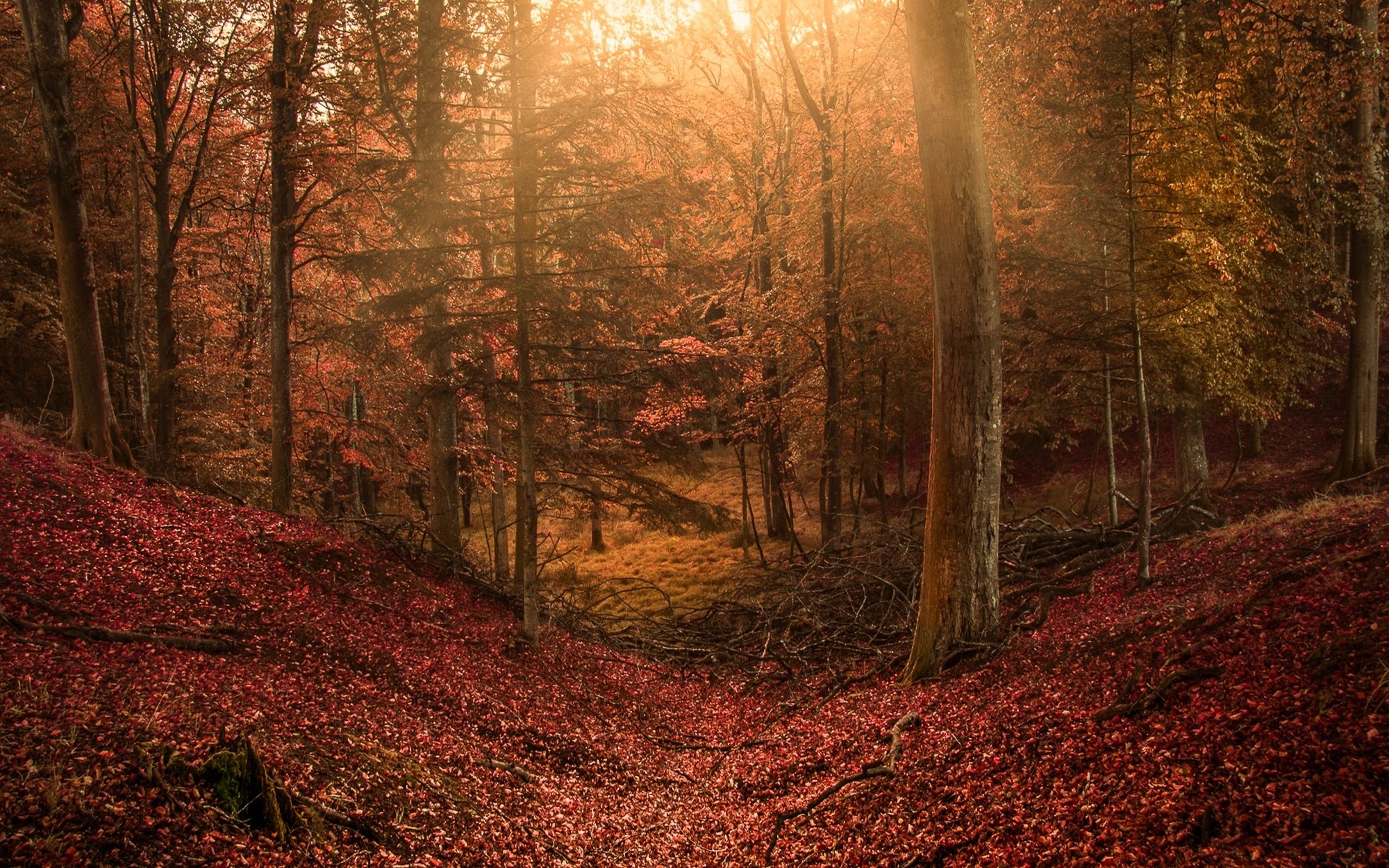 2000x1250 landscape, Nature, Forest, Sun Rays, Hill, Leaves, Fall, Trees, Fairy Tale,  Path, Colorful Wallpapers HD / Desktop and Mobile Backgrounds
