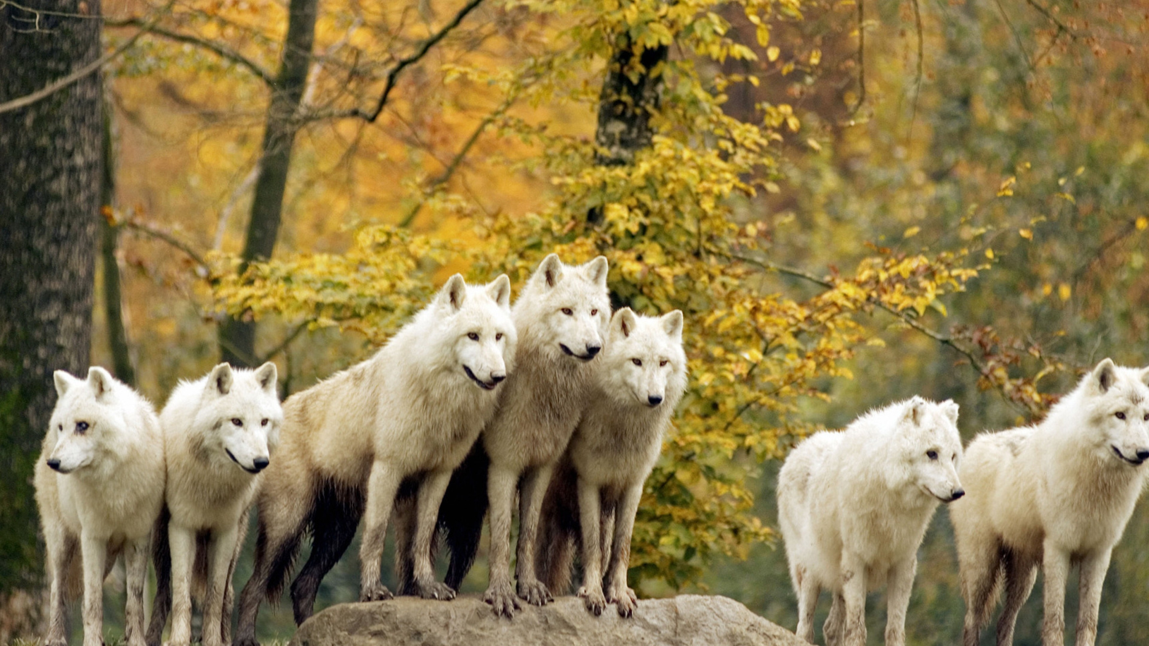 3840x2160 Wolves, Forest, Flock, Grass, Trees, Autumn, Hunting, Family Wallpaper