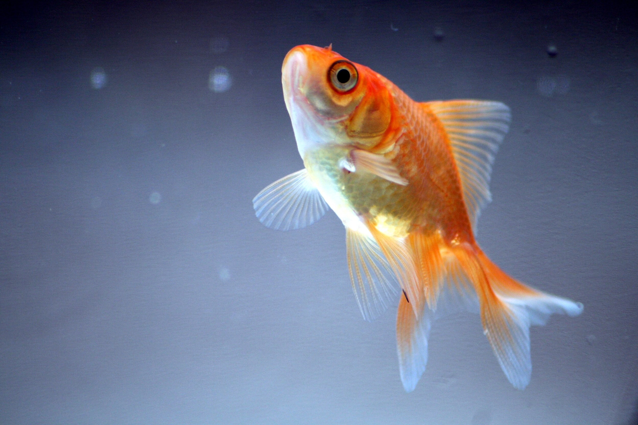 2496x1664 Underwater fish fishes goldfish gold fish wallpaper |  | 661439 |  WallpaperUP