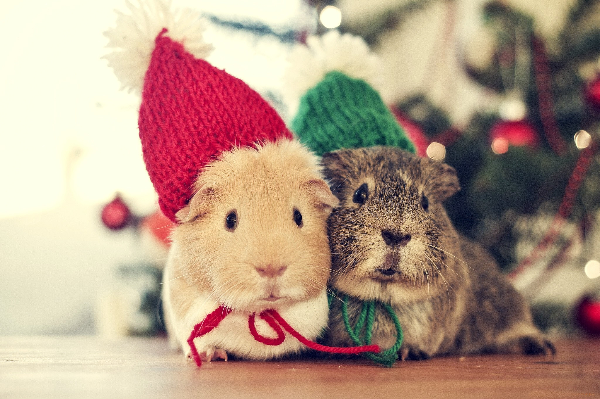 2048x1365 Christmas Animals Cute Winter Cold Cozy Couple Holiday Mouse wallpaper .